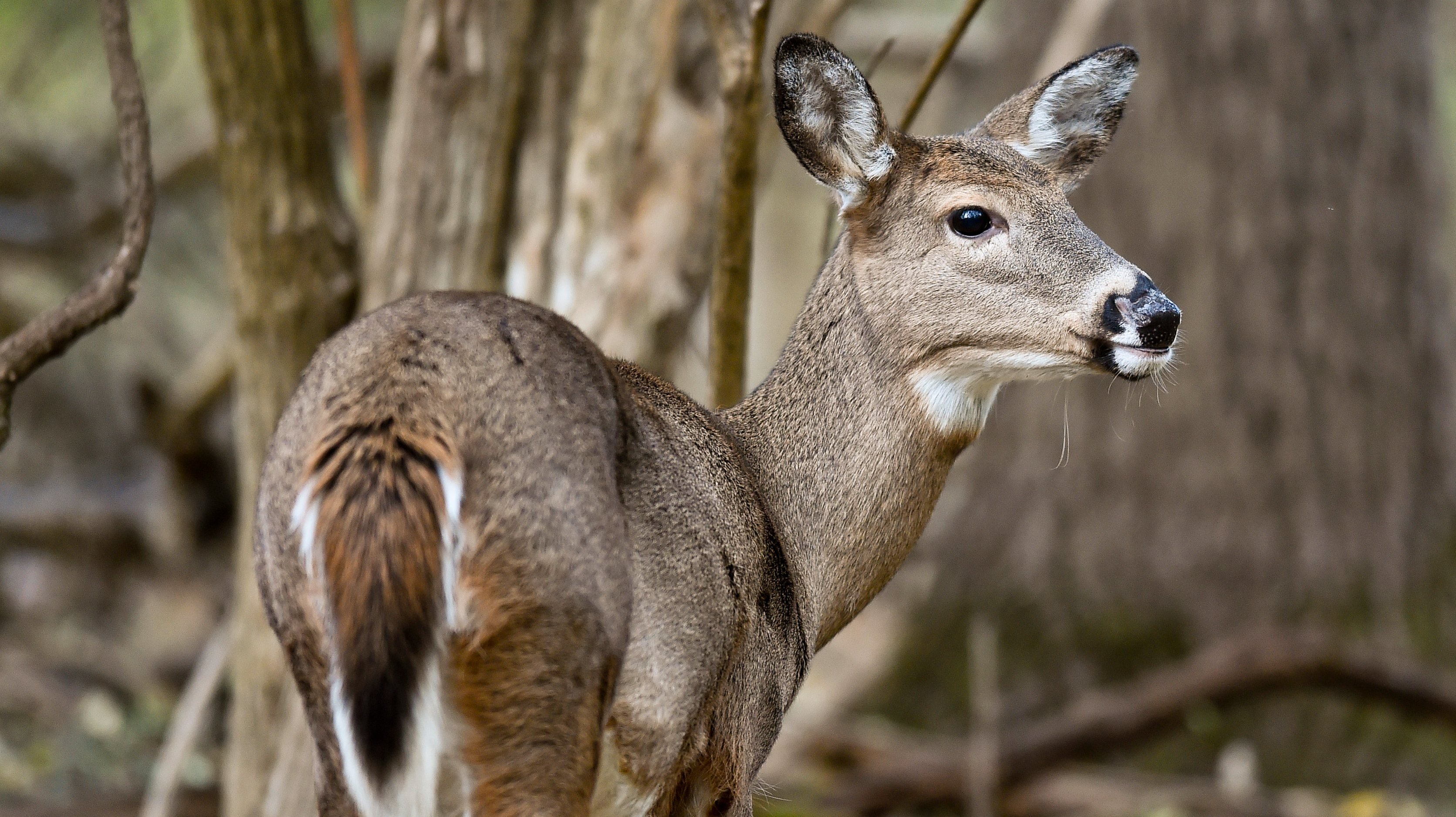 Whitetail Deer In Woods In Pennsylvania&quot;n
