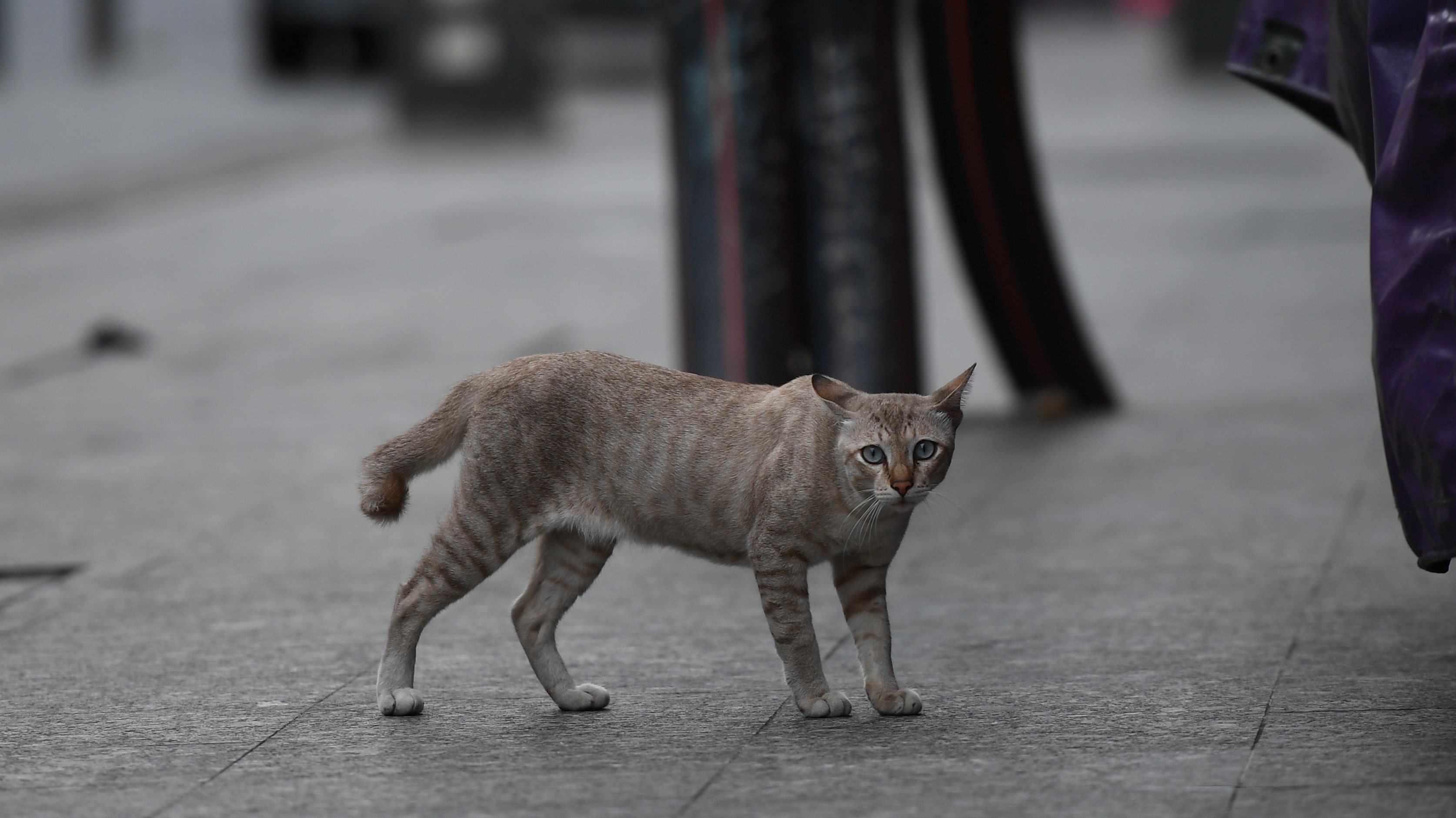 gato vadio nas ruas de Bangkok