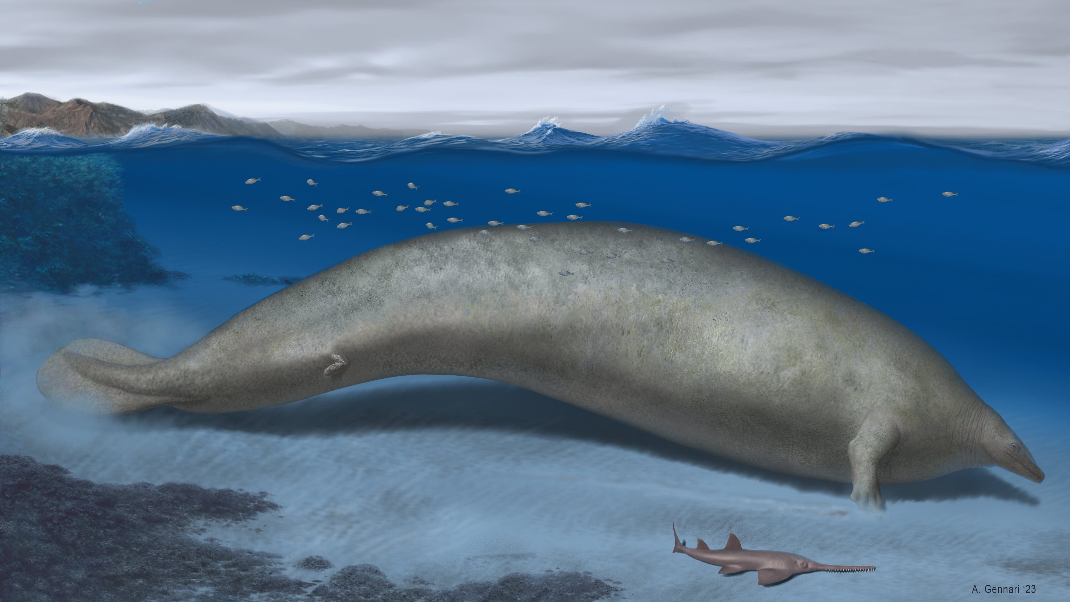 Reconstruction of Perucetus colossus in its coastal habitat. Estimated body length: ~20 meters.