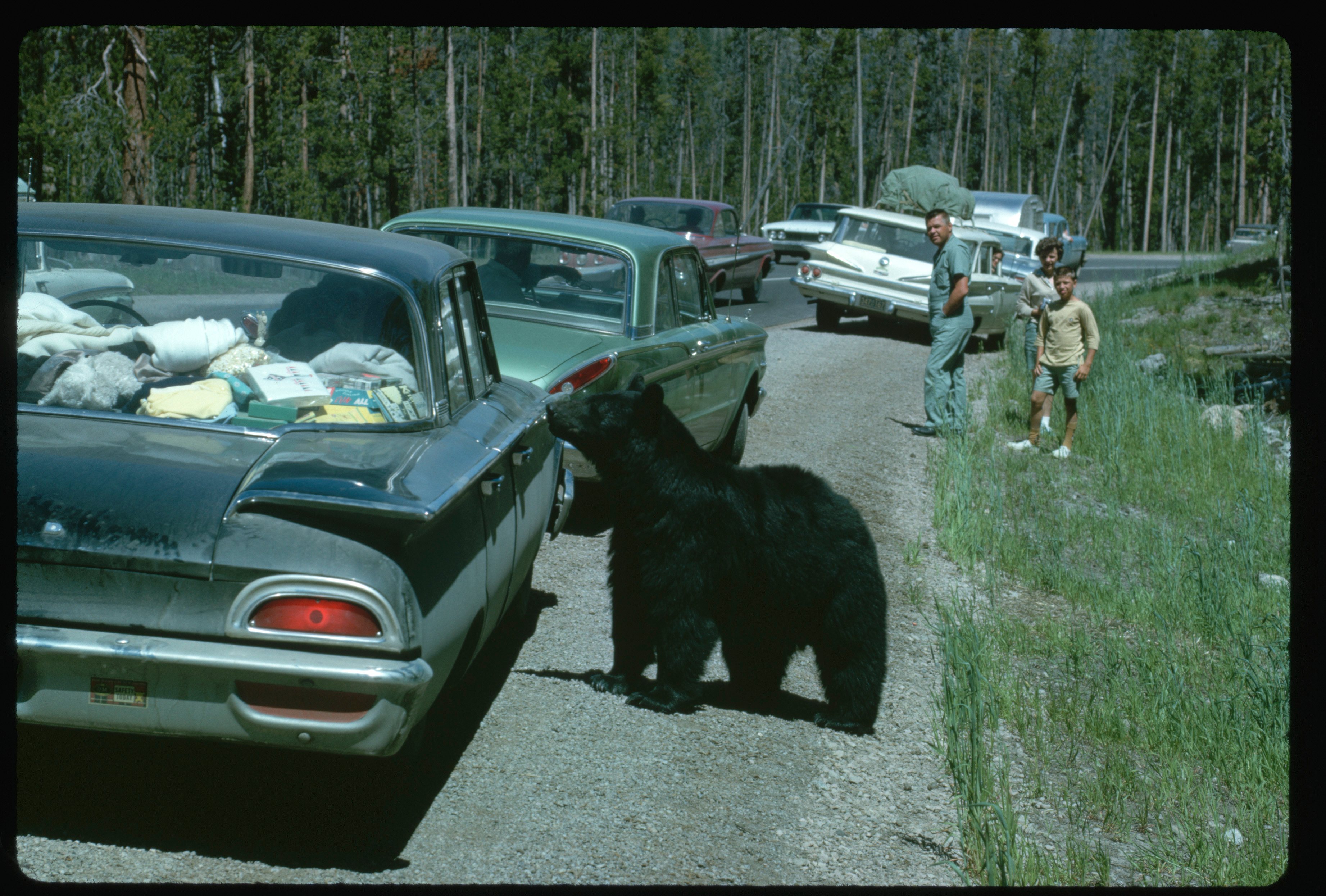 Black Bear Sniffing Tourist&#039;s Car at Yellowstone