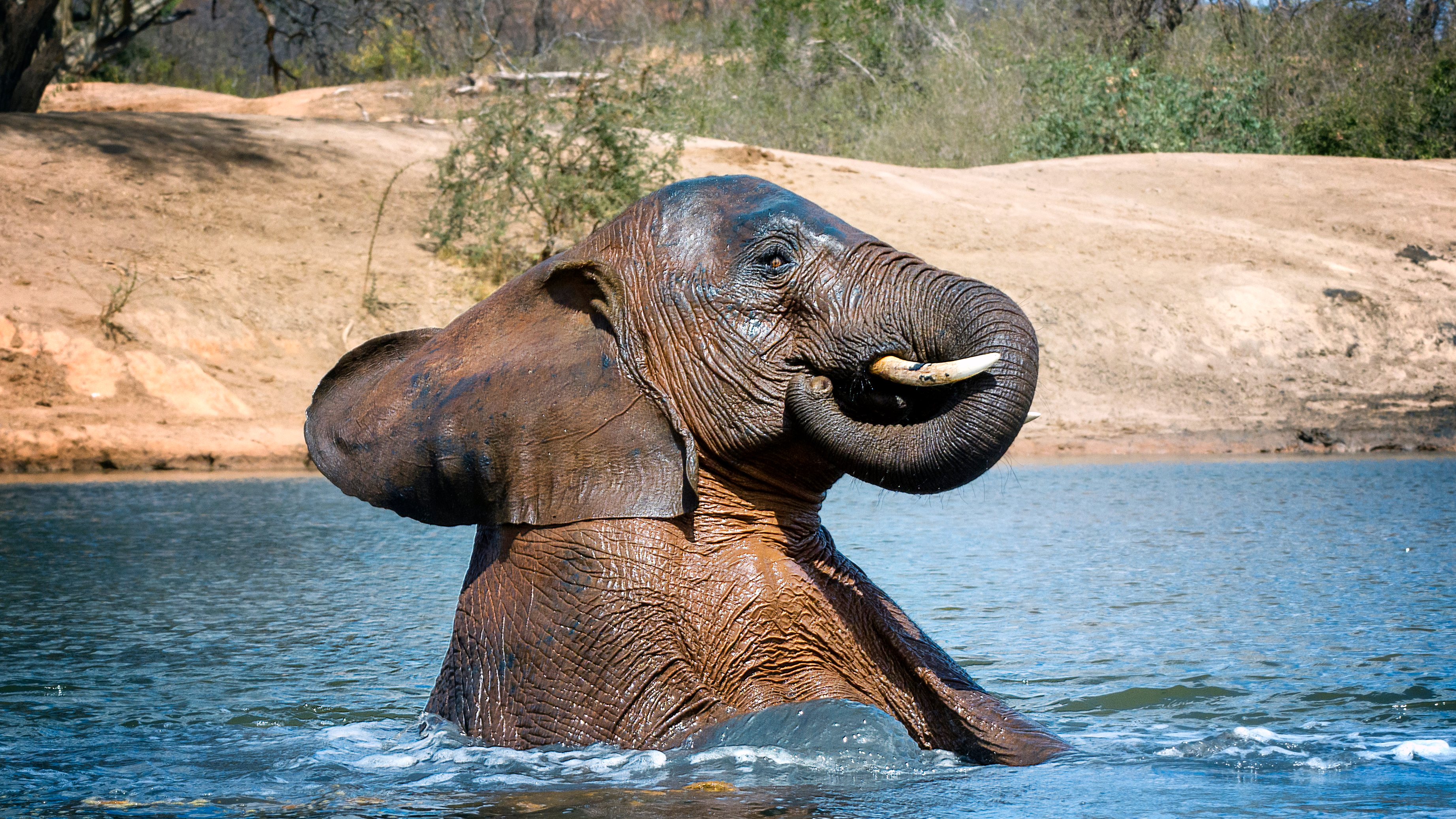 Funny Cute Young Elephant Enjoying a Dip in the Water Hole at Ithumba Hills