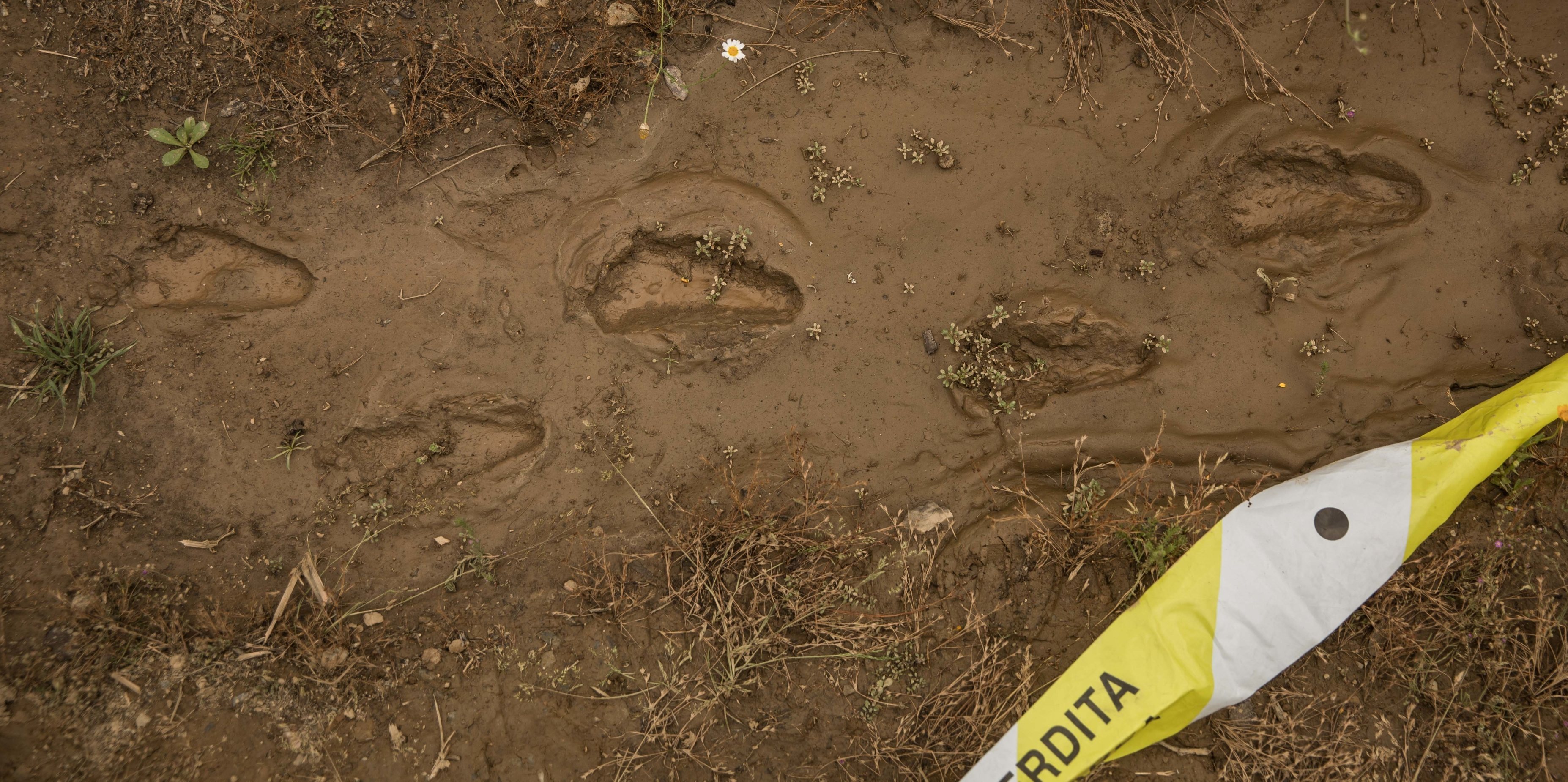 As autoridades acreditam que estas pegadas são de Noah e foram encontradas ainda durante a noite, a cerca de quatro quilómetros de casa