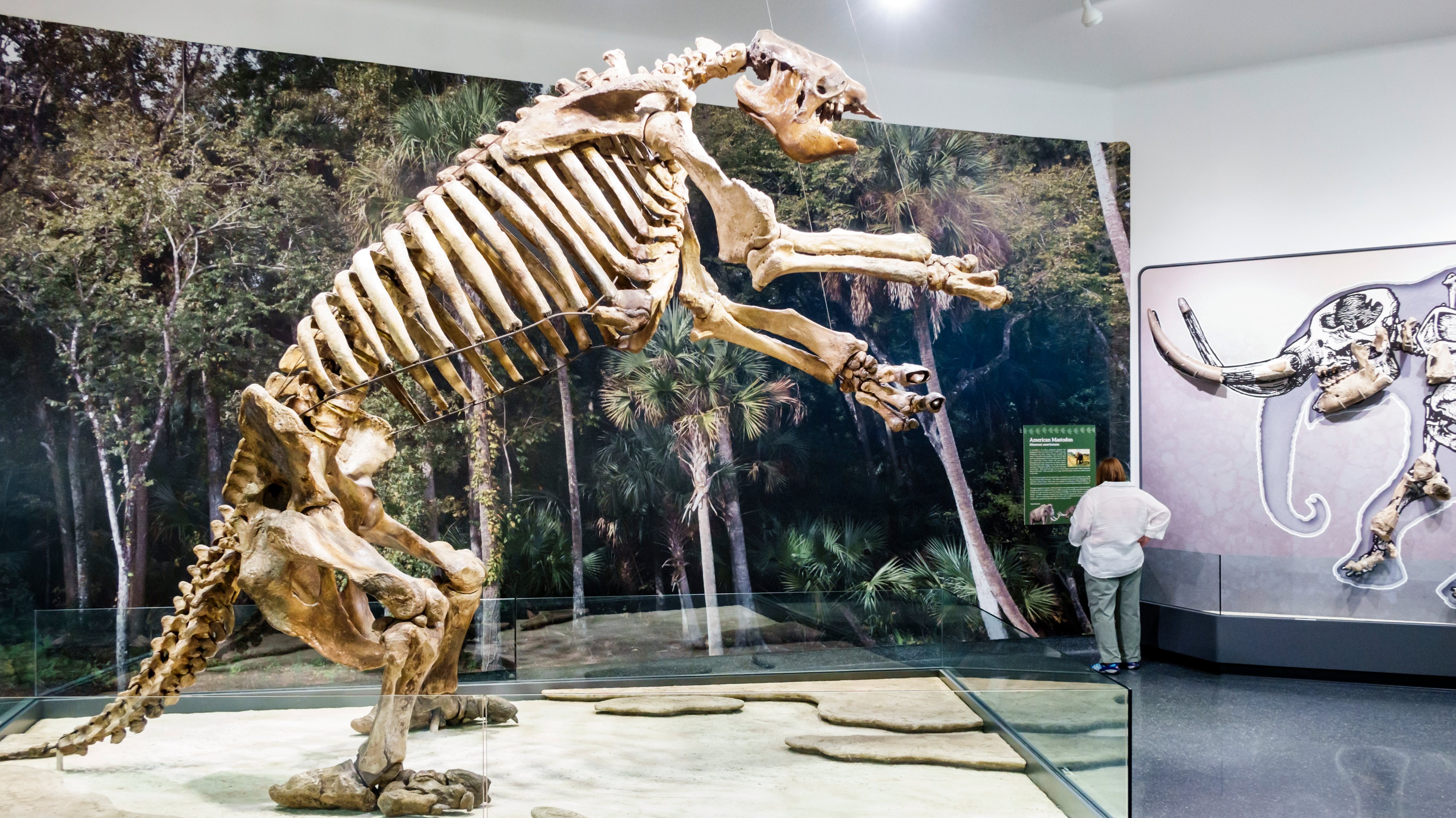 A preguiça-gigante Glossotherium phoenesis media cerca de quatro metros de comprimento e pesava tanto como um touro