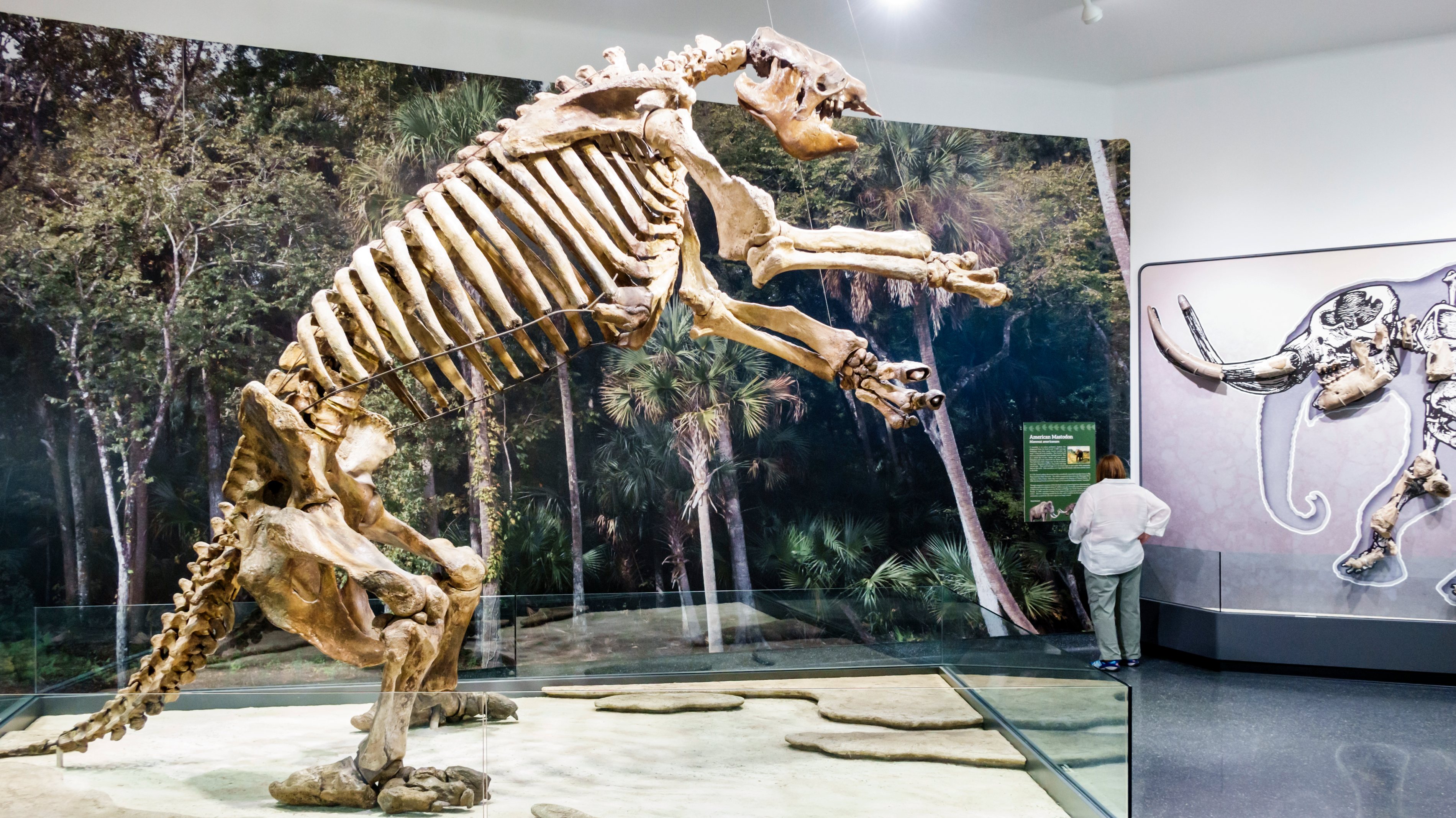 Preguiça gigante, com nome científico Eremotherium laurillardi,  num museu da Florida