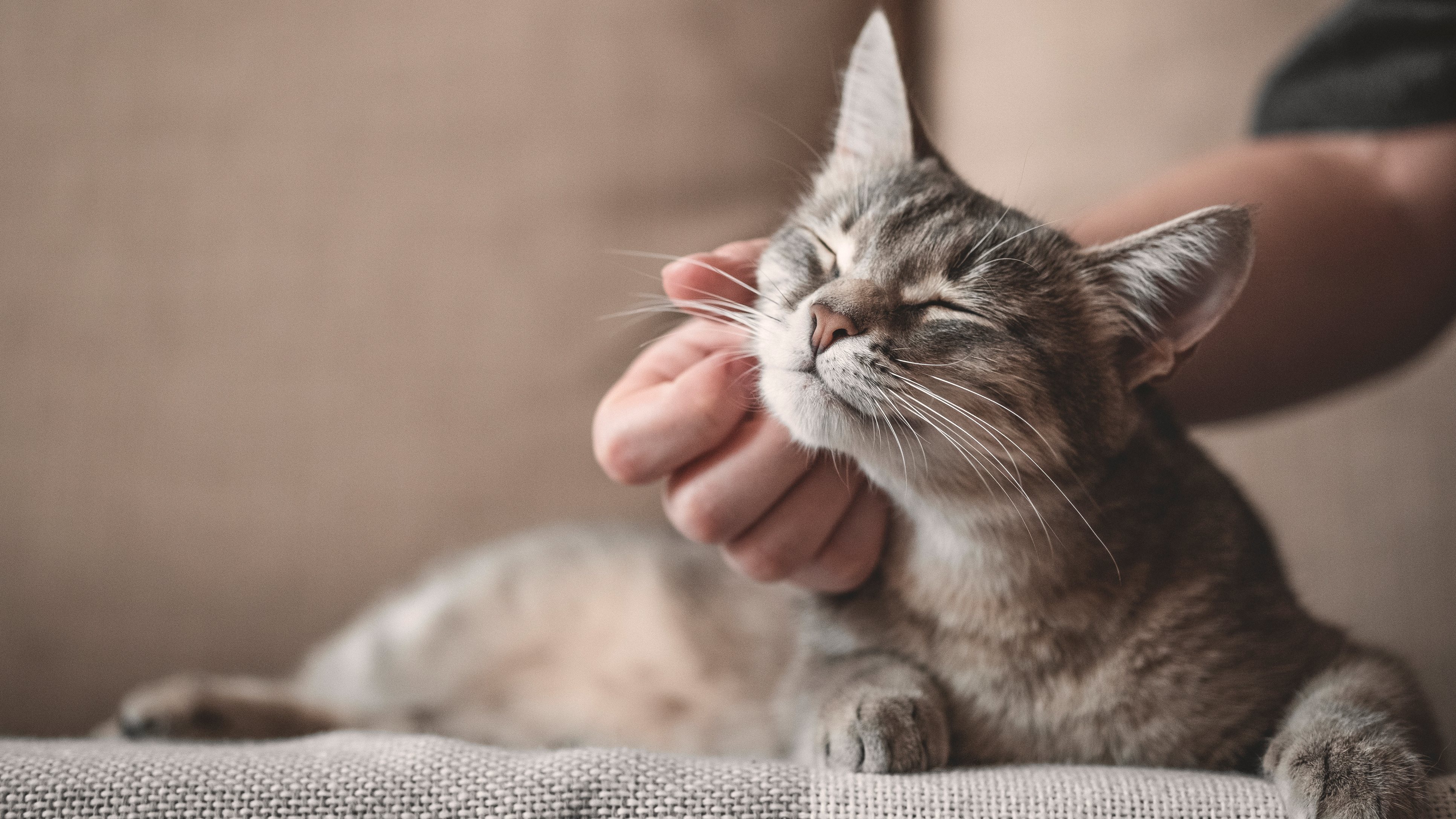 Investigadores acreditam que os casos de transmissão de gatos para humanos serão provavelmente raros
