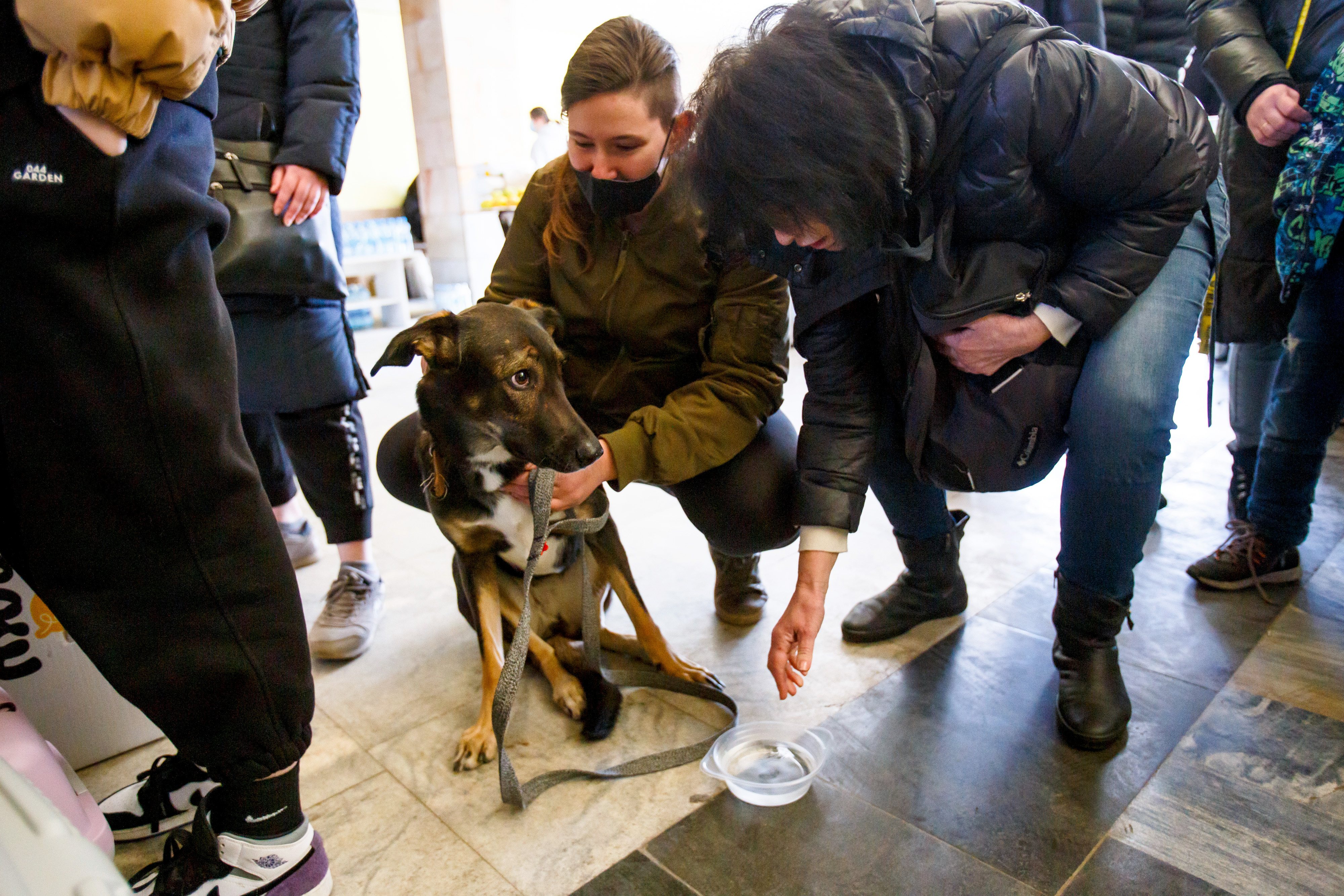 Com a invasão da Ucrânia, as pessoas estão a levar os seus animais de estimação consigo para os abrigos subterrâneos dos bombardeamentos ou para fora do país