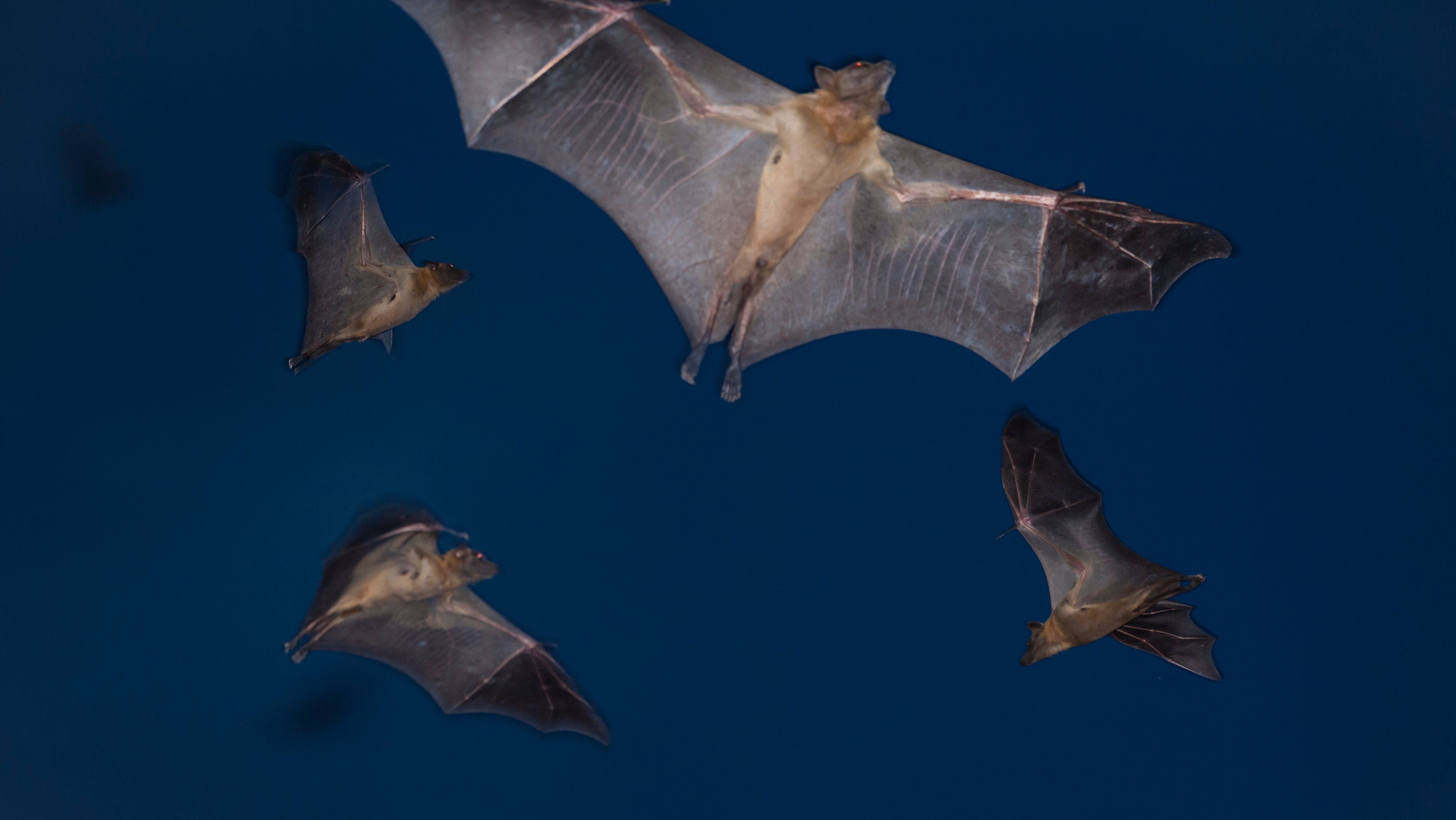 Annual Bat Migration