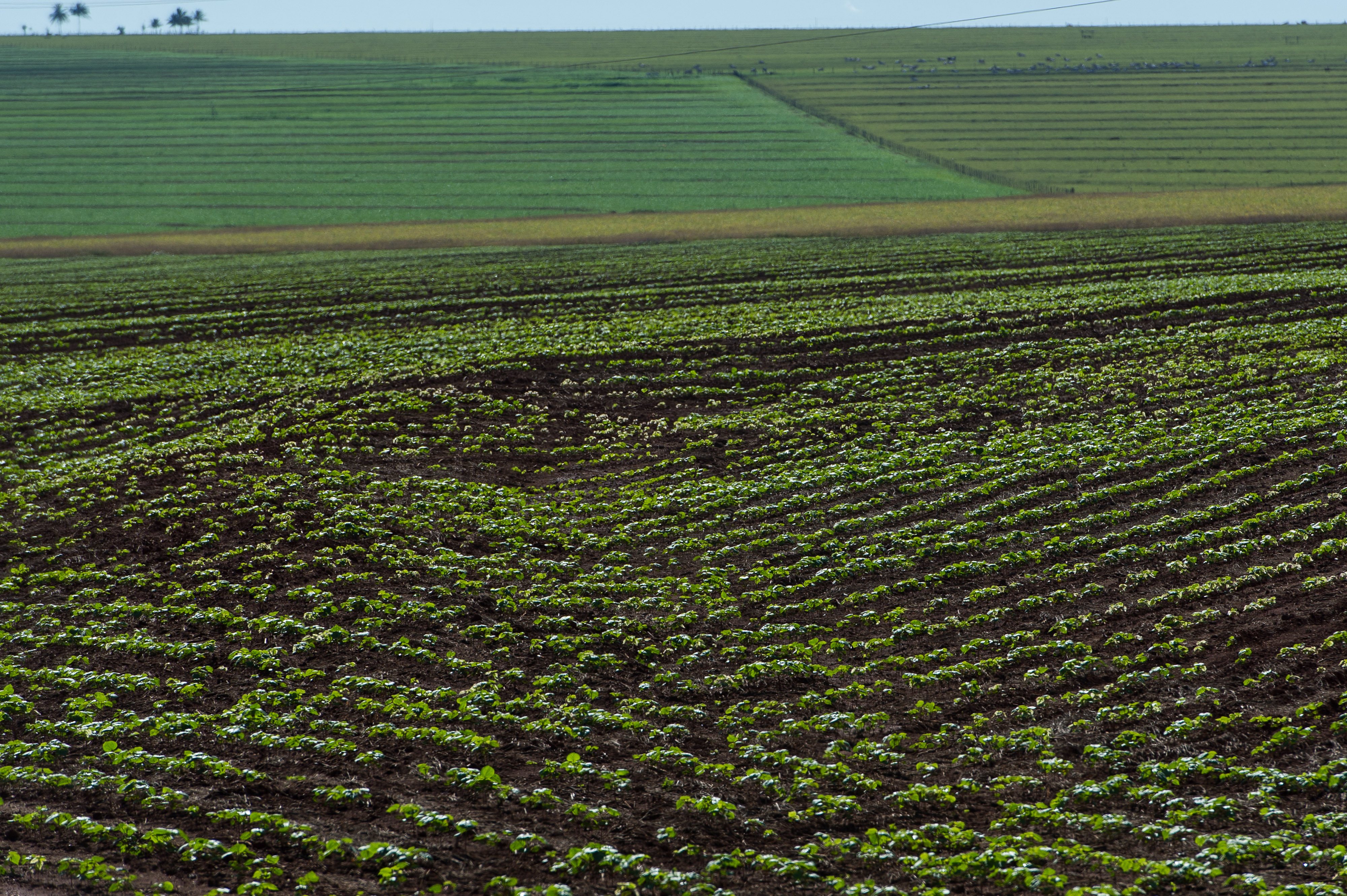 A soybean field in the Cerrado plains ne