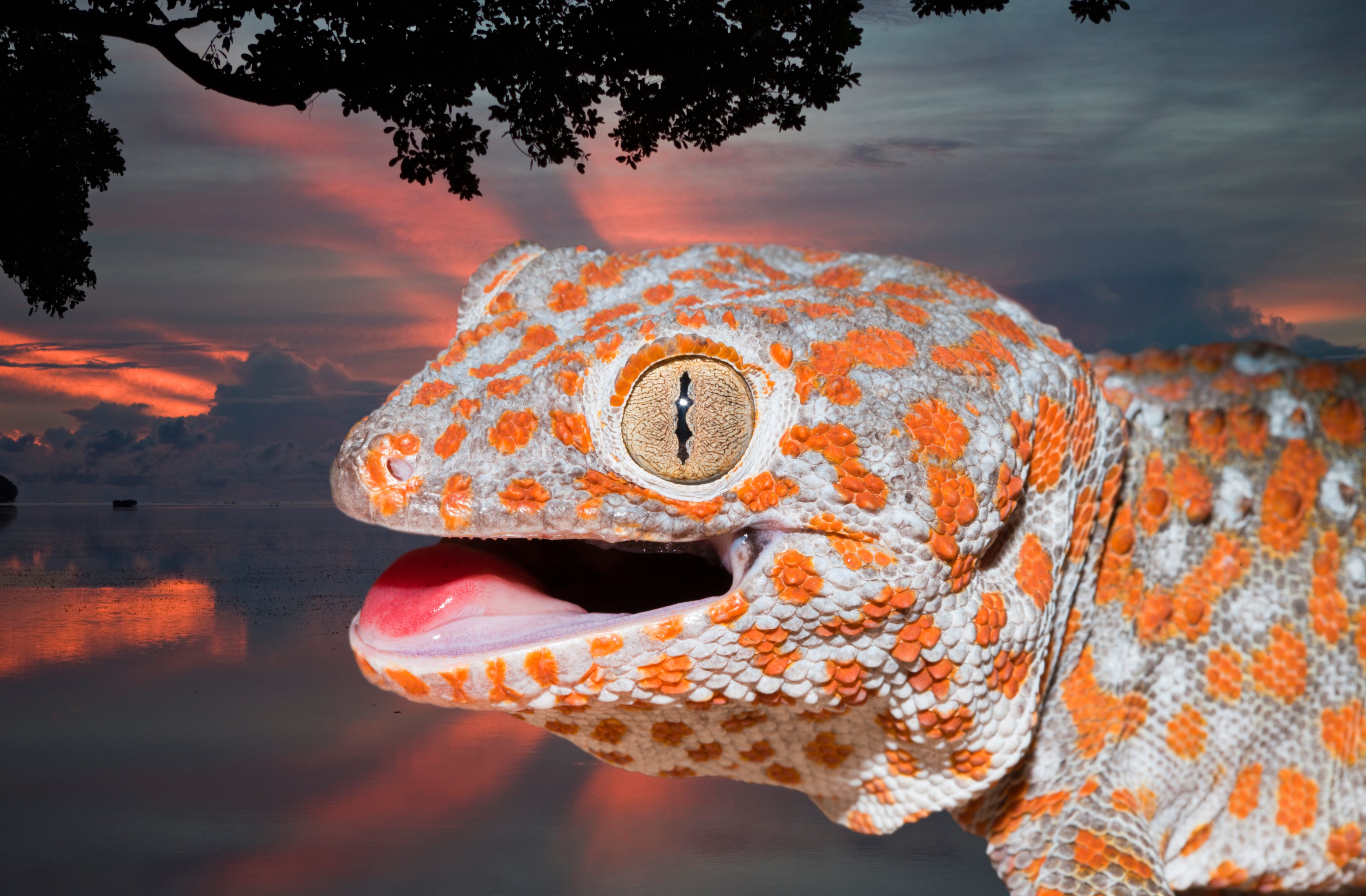 Tokay Gecko, Gekko gecko, West Papua, Misool, Indonesia