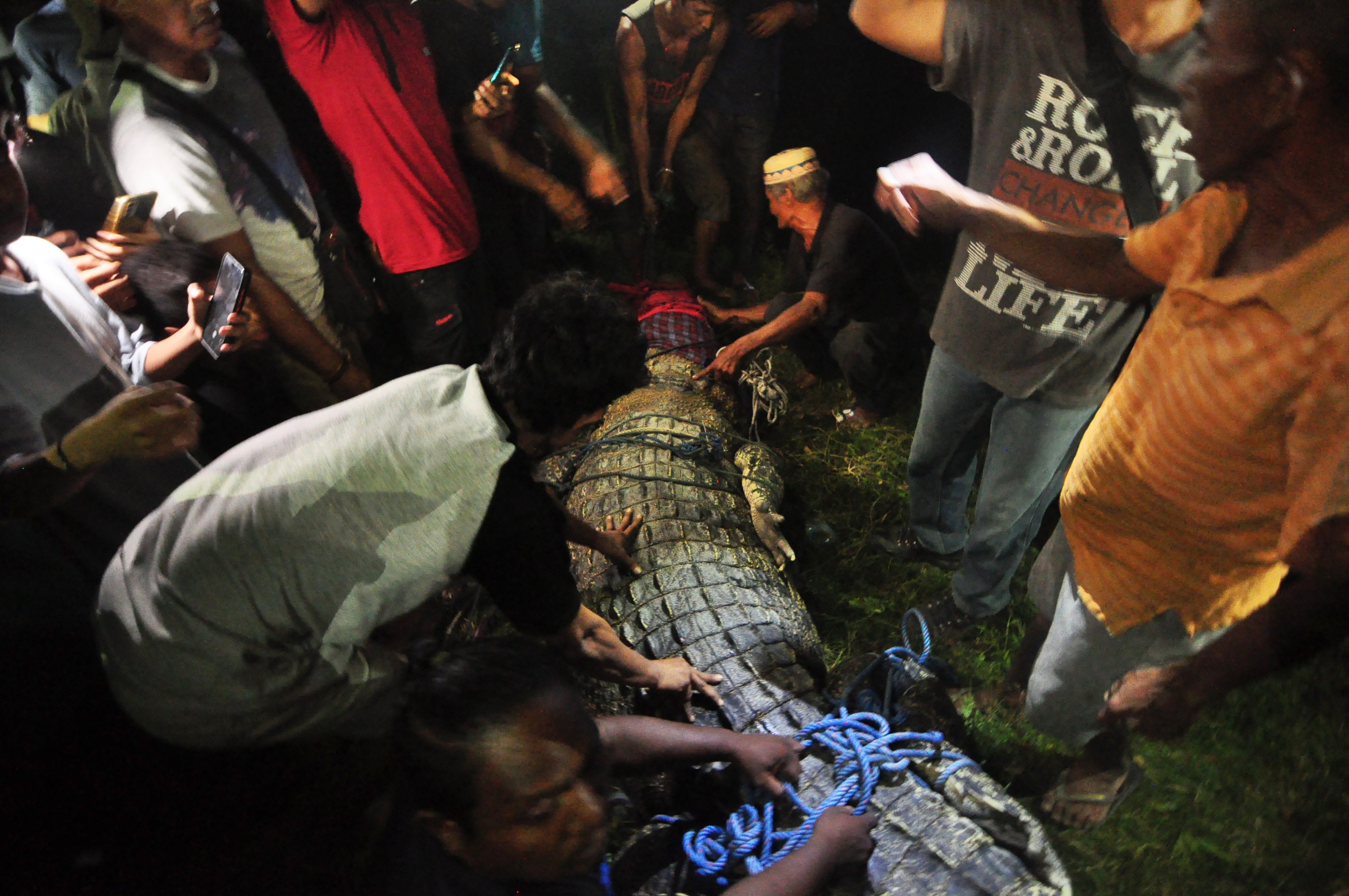 Crocodilo na Indonésia com um pneu de borracha preso no pescoço foi solto na segunda-feira dia 7 na natureza já sem a armadilha de borracha