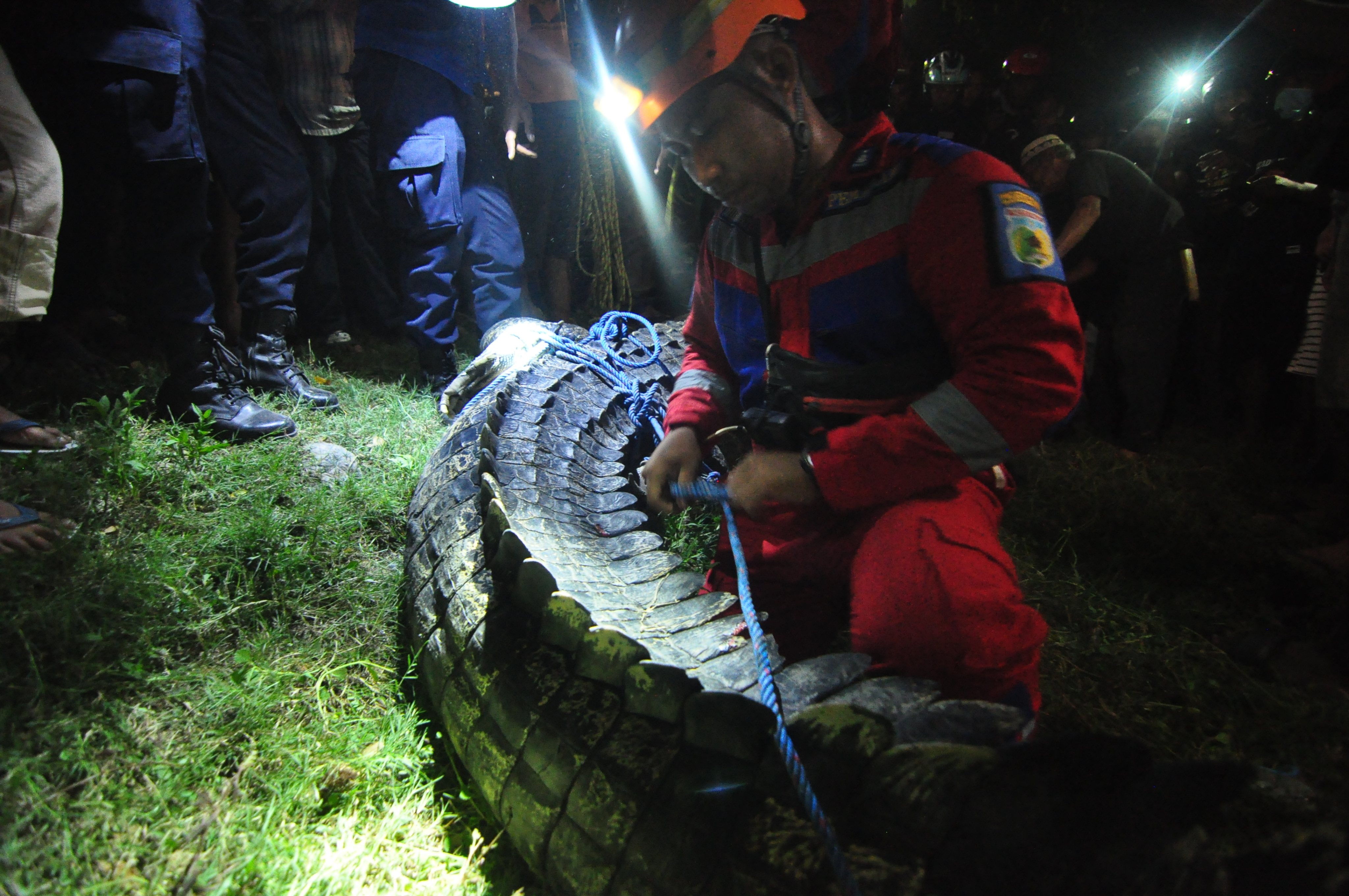Crocodilo na Indonésia com um pneu de borracha preso no pescoço foi solto na segunda-feira dia 7 na natureza já sem a armadilha de borracha
