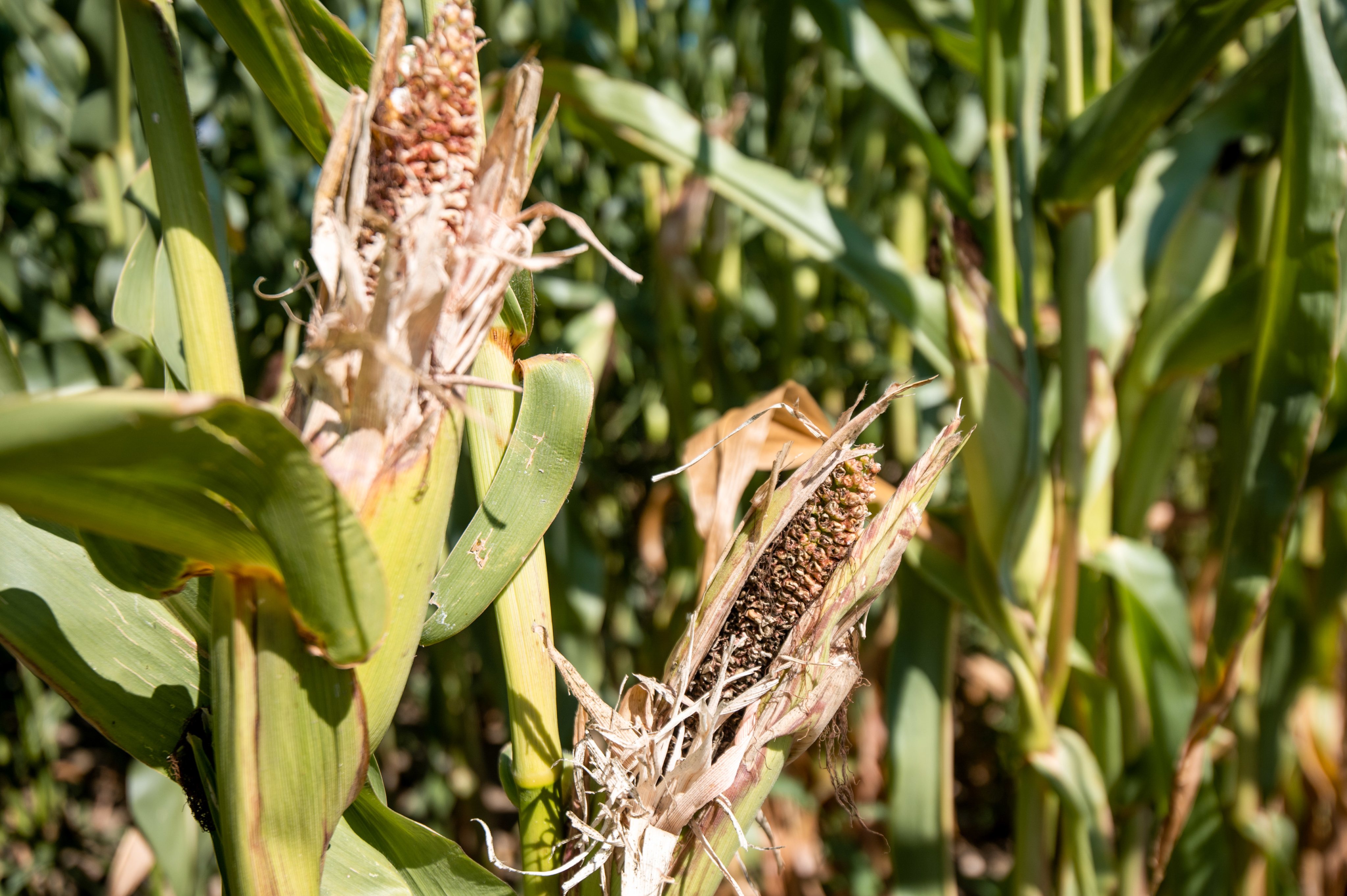 Undeveloped corncobs are seen in a corn field in Rogoza,