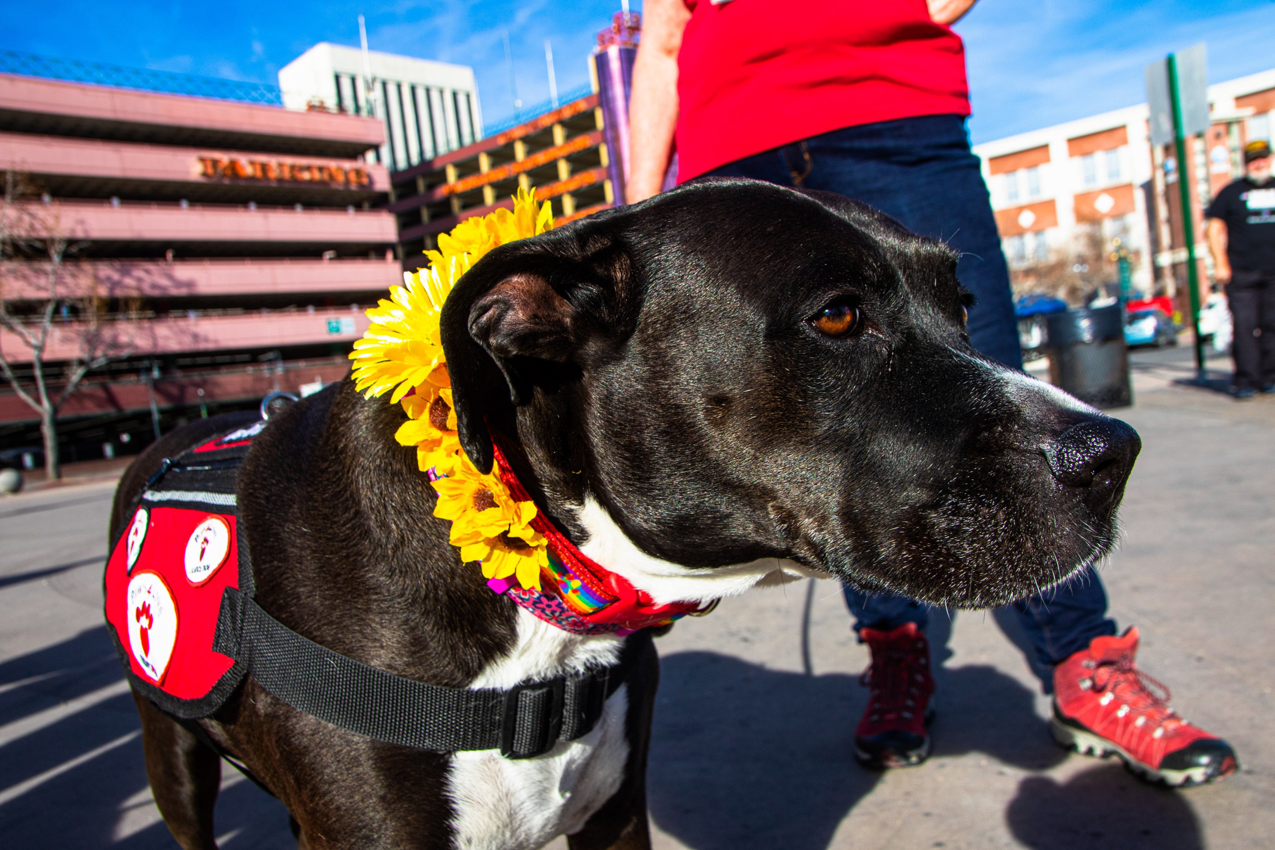 A dogs wearing sunflowers. Locals gathered in the City