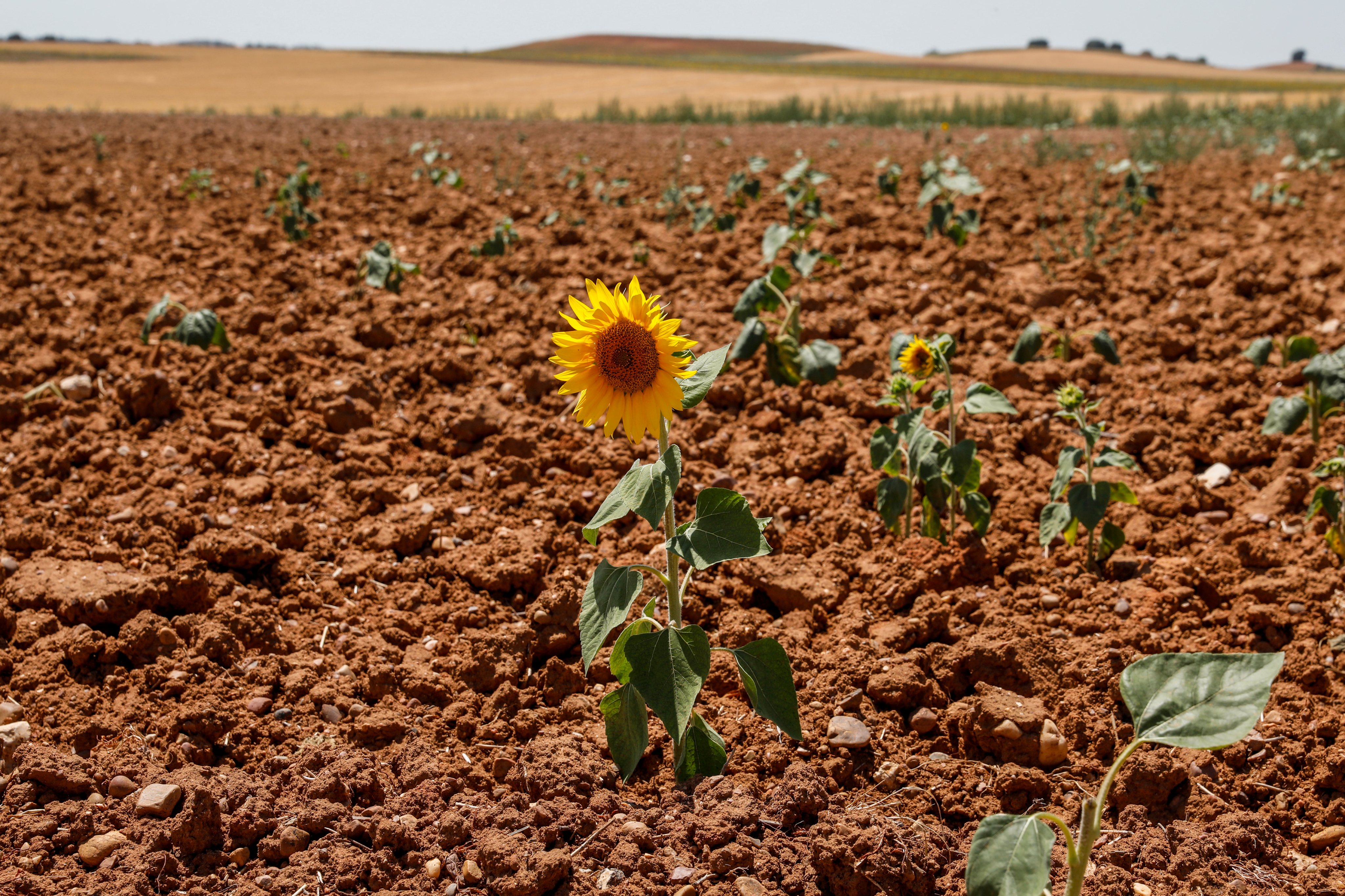 Spain Battles Extreme Drought During Prolonged Dry Spell