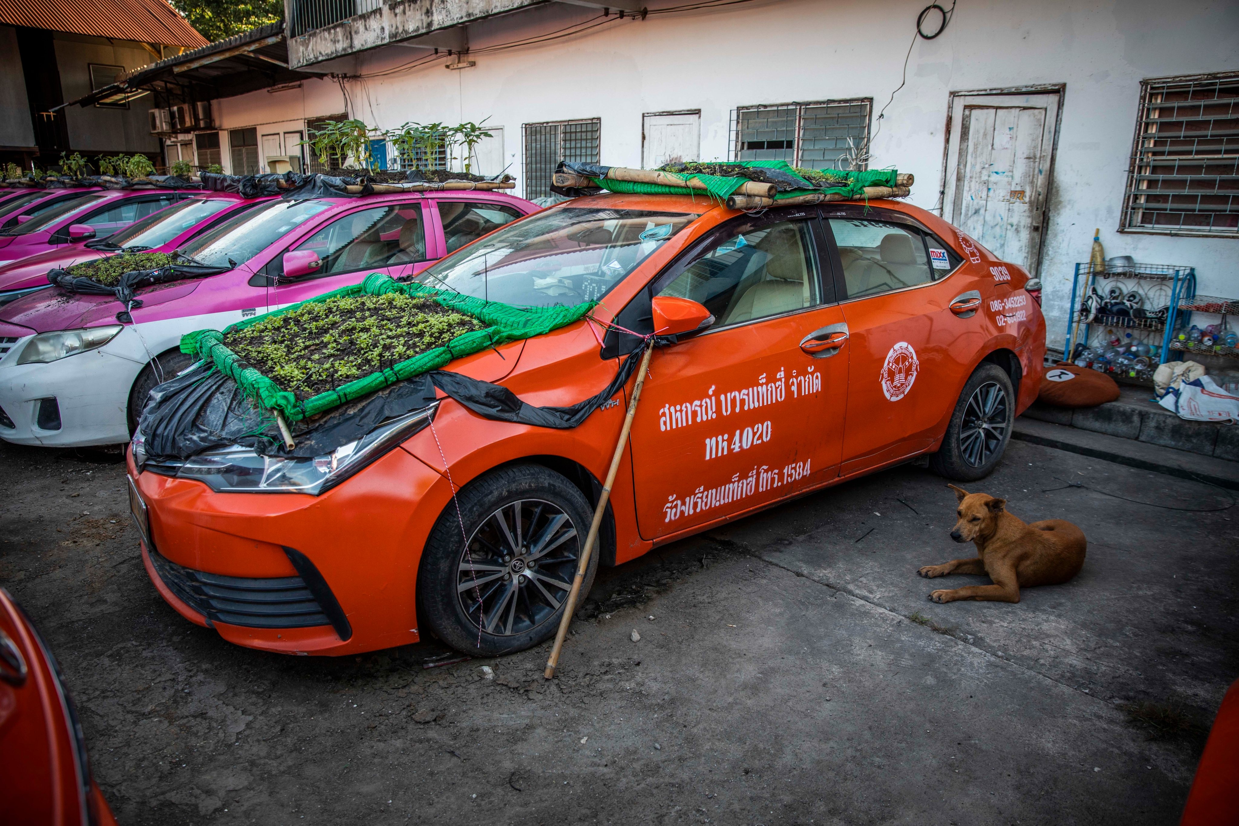 Bangkok&#039;s Taxis Turn Into Gardens As Low Tourism Bites