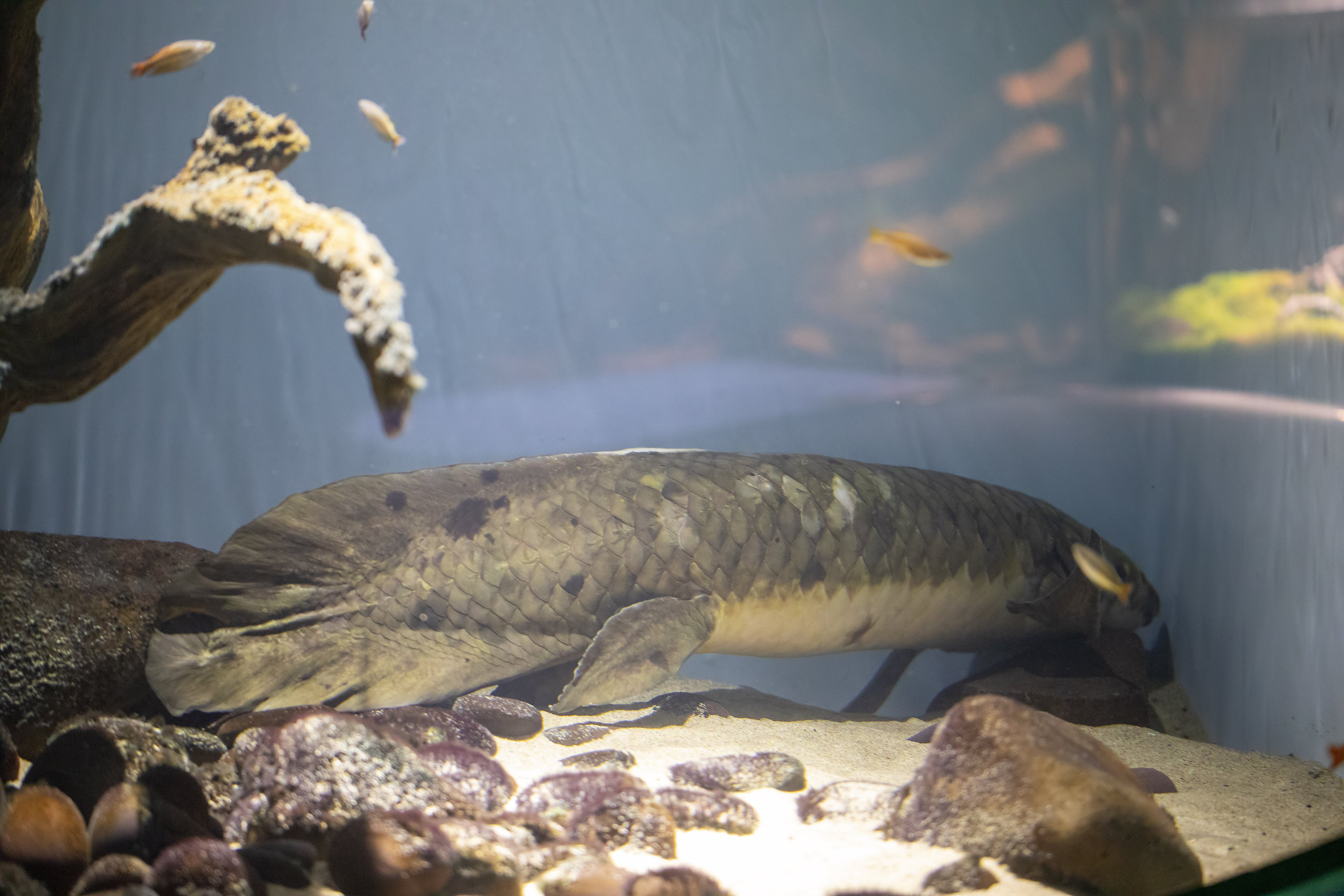 Methuselah: An Australian lungfish