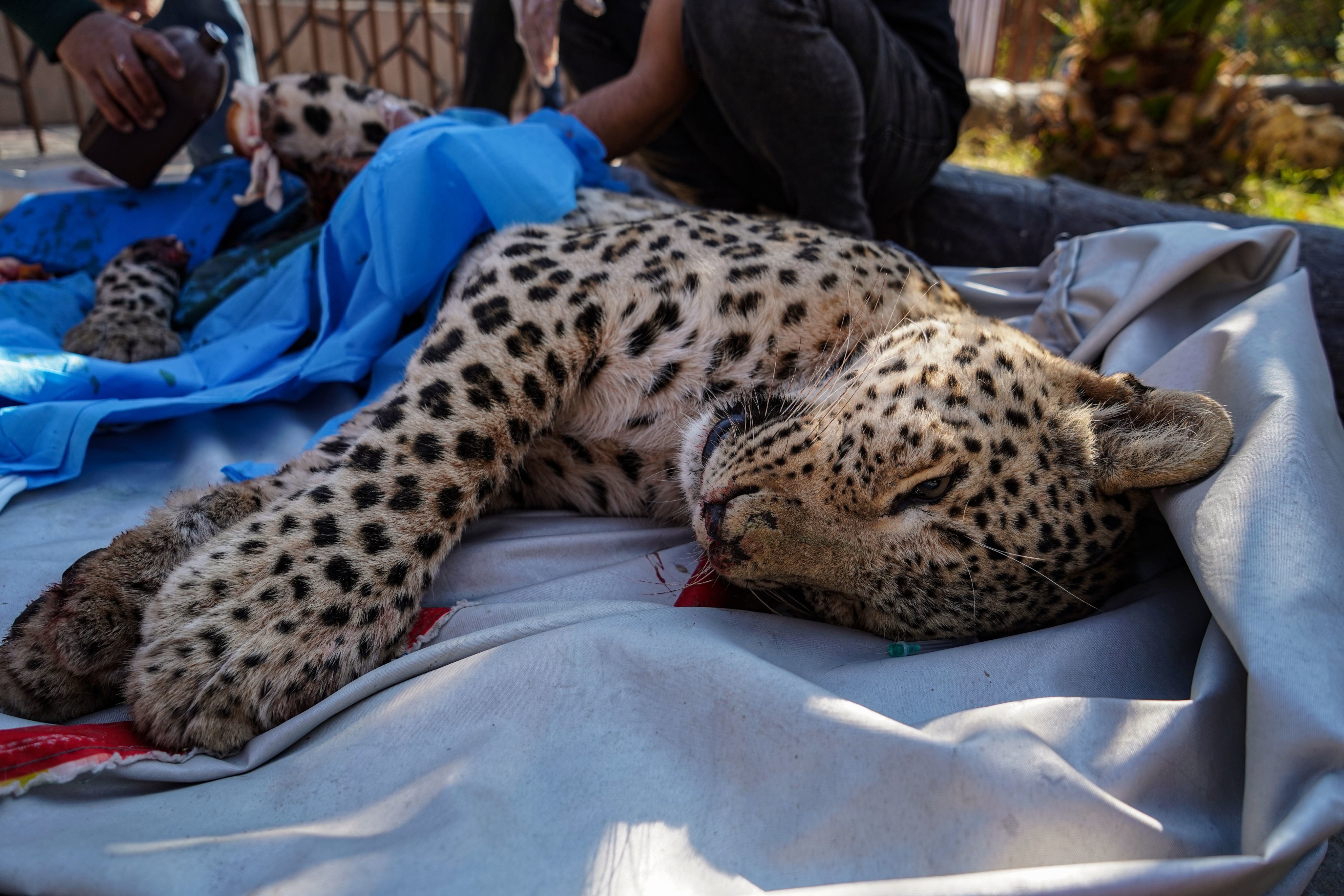 Batifa, o leopardo persa inconsciente enquanot o veterinário amputa uma das suas pernas. Iraque.