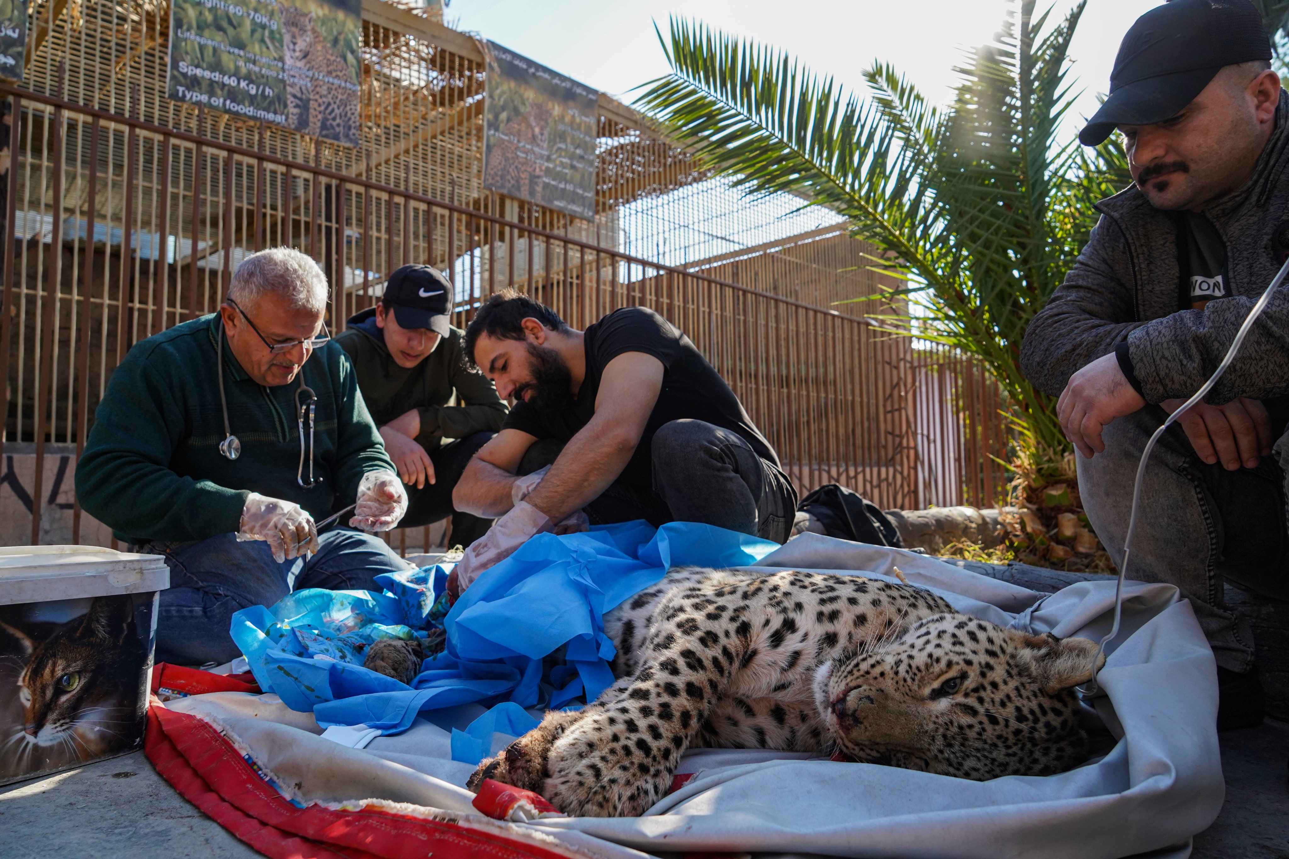 Batifa, o leopardo persa inconsciente enquanot o veterinário amputa uma das suas pernas. Iraque.