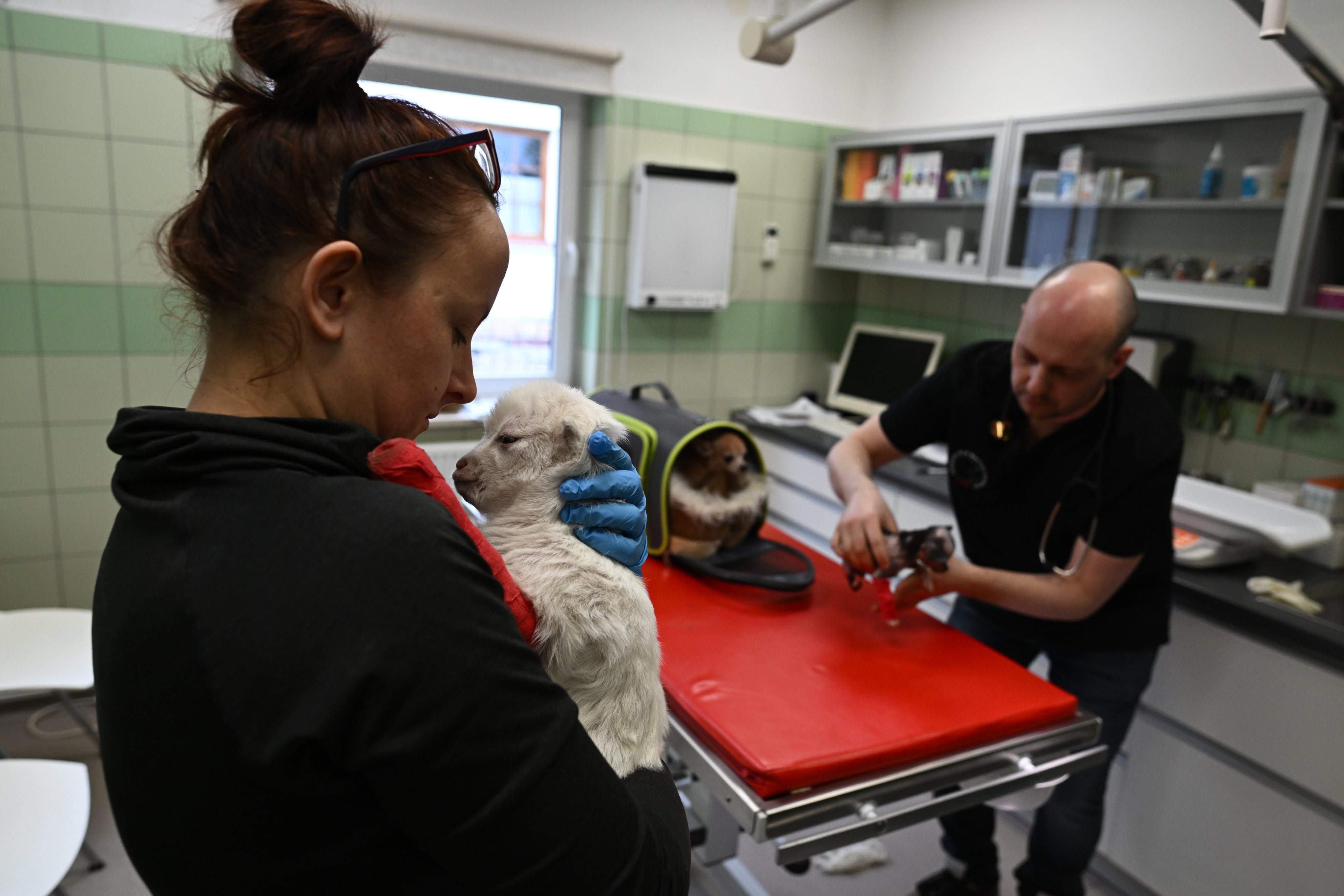 Clínica veterinária da Fundação Ada, em Przemysl (Polónia) onde são tratados os animais evacuados da Ucrânia