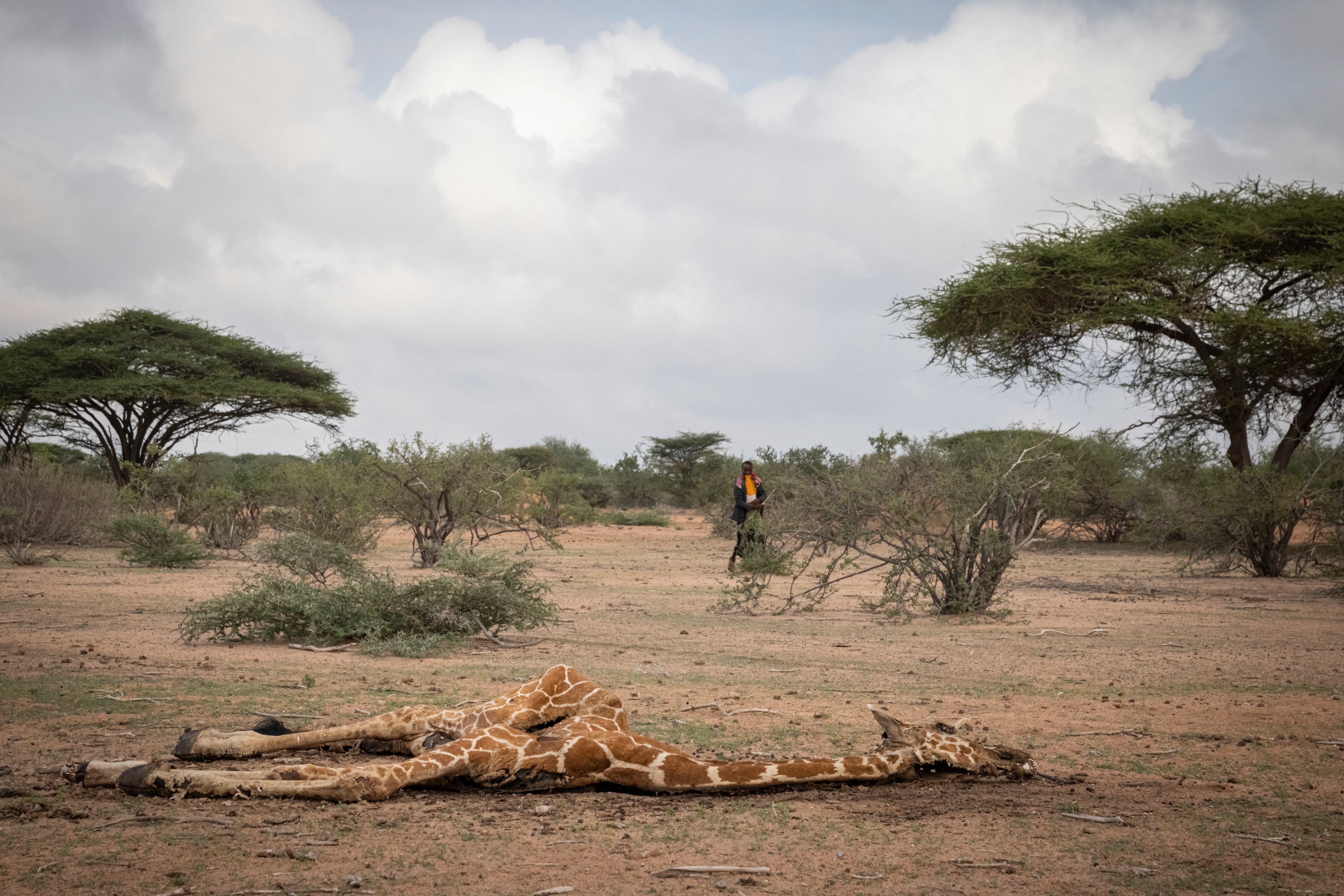 As seis girafas mortas no Quénia