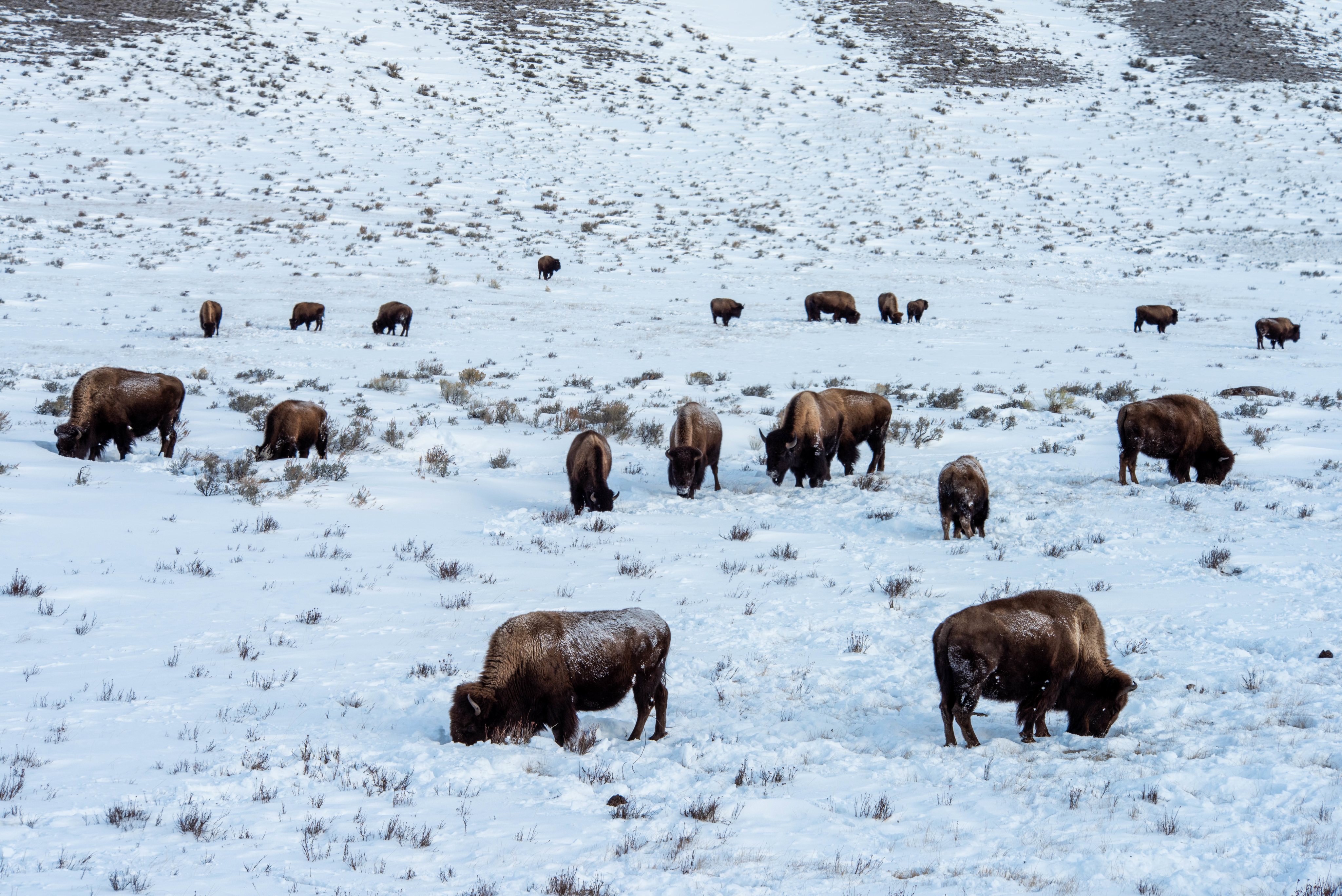 Yellowstone Park Addressing Wolf Hunting And Bison Issues
