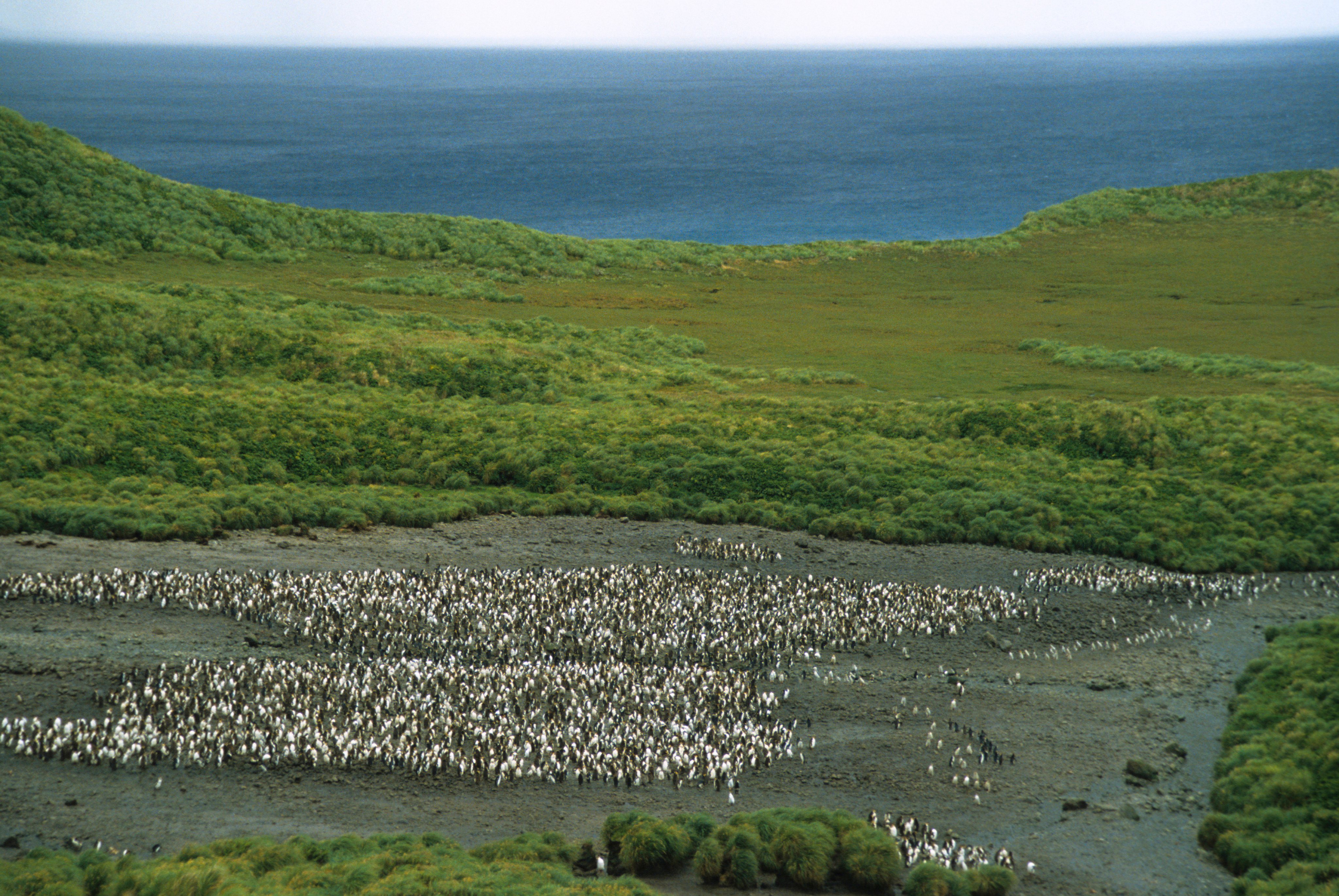 Macquarie Island, Royal Penguins &amp;amp; Tussock Grass