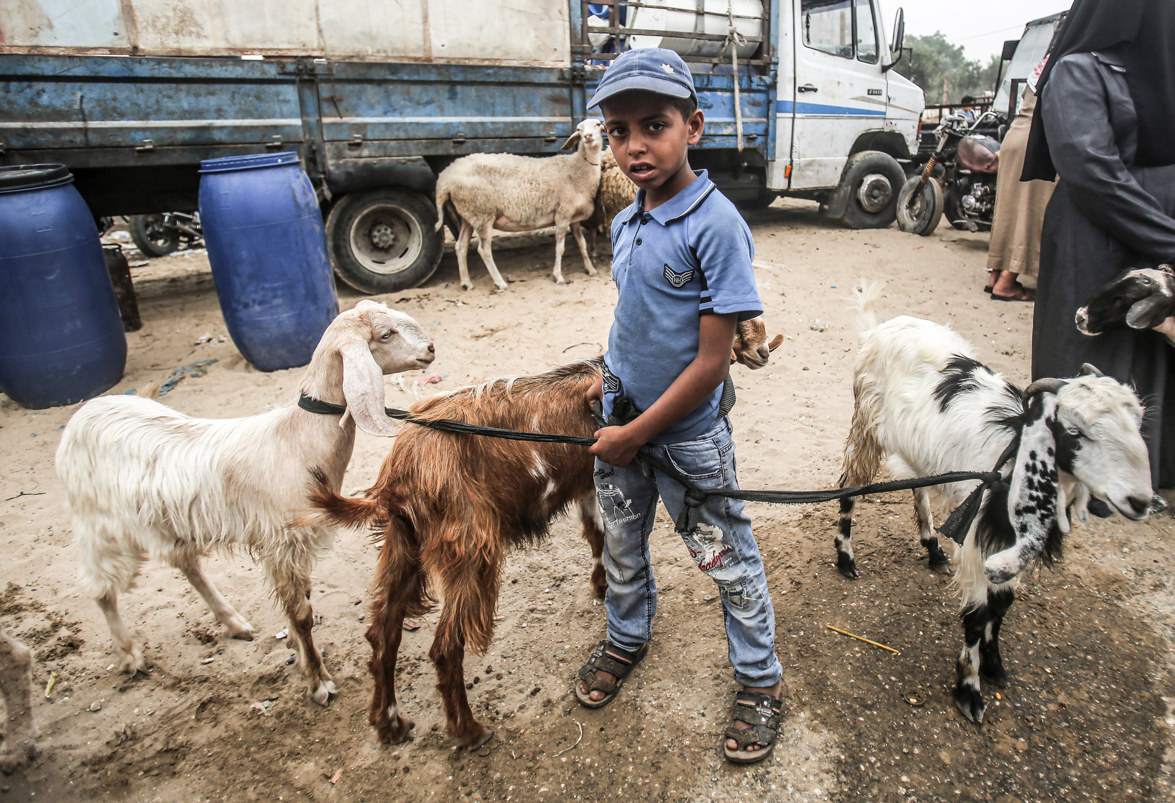 A Palestinian child surrounded by sheep at a livestock