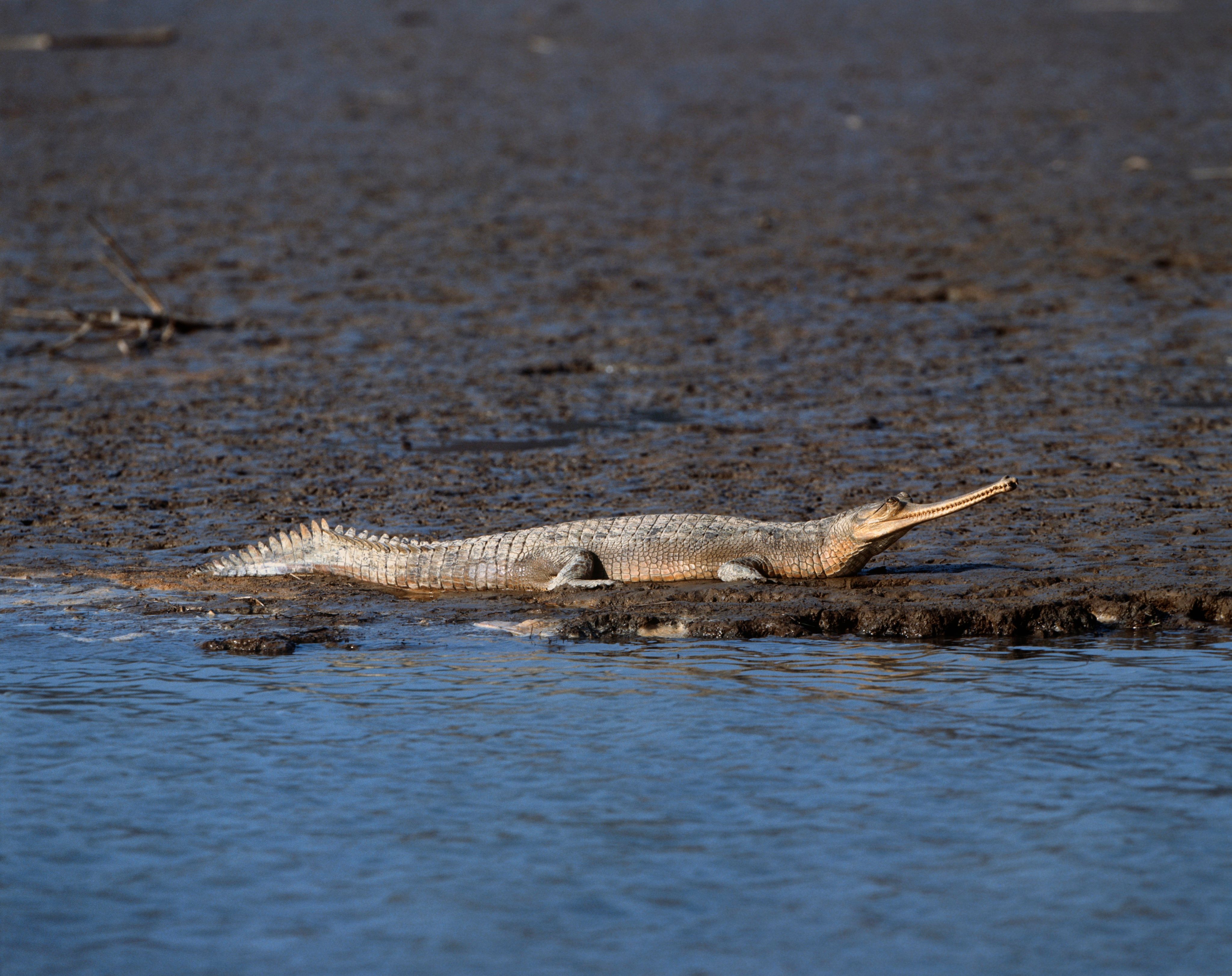 India, Jim Corbett National Park, Gharial gavial or Indian gavial (Gavialis gangeticus) on shore