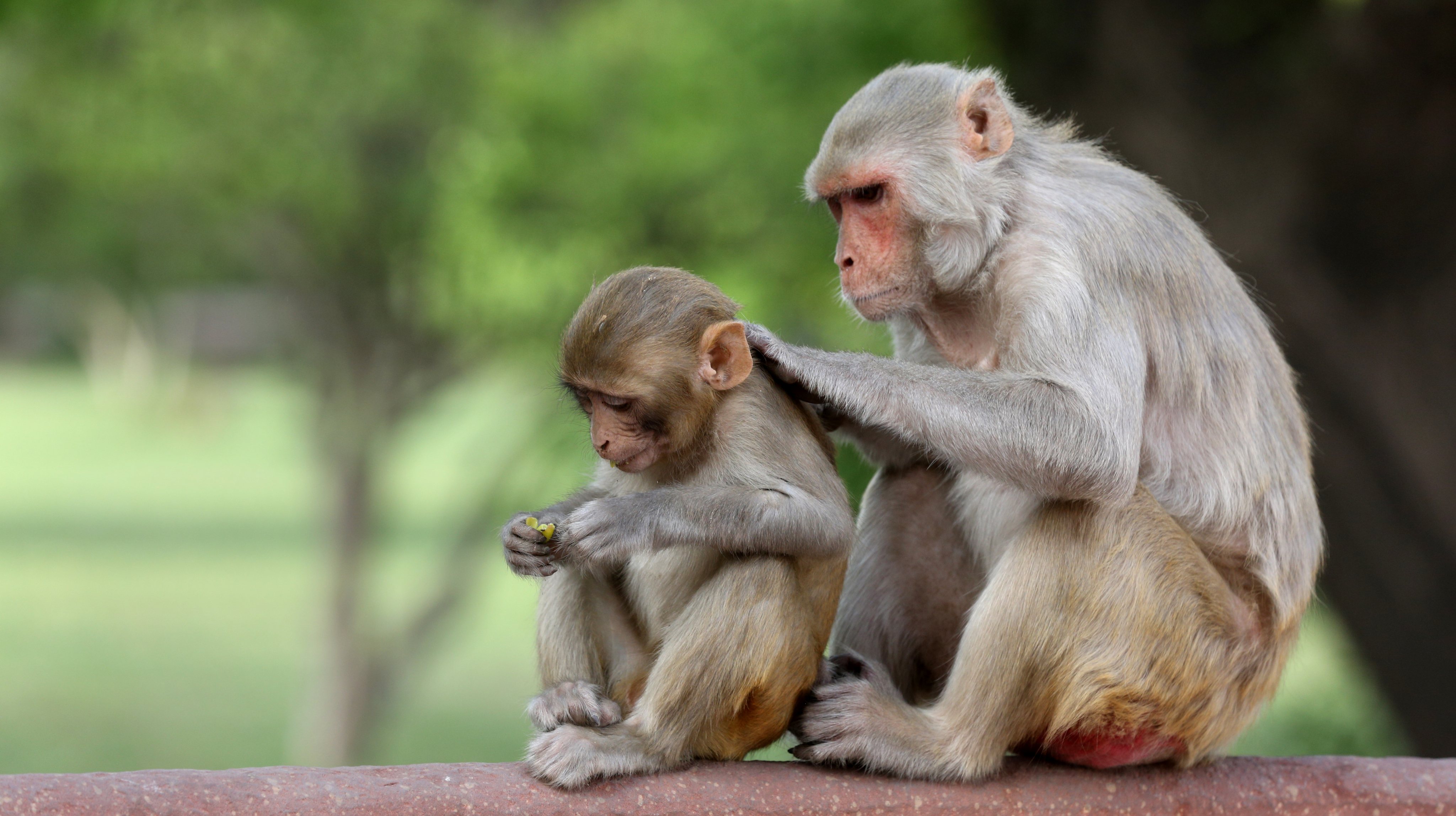 Os macacos rhesus fazem a limpeza do pelo uns aos outros como forma de estabelecer e fortalecer os laços sociais.