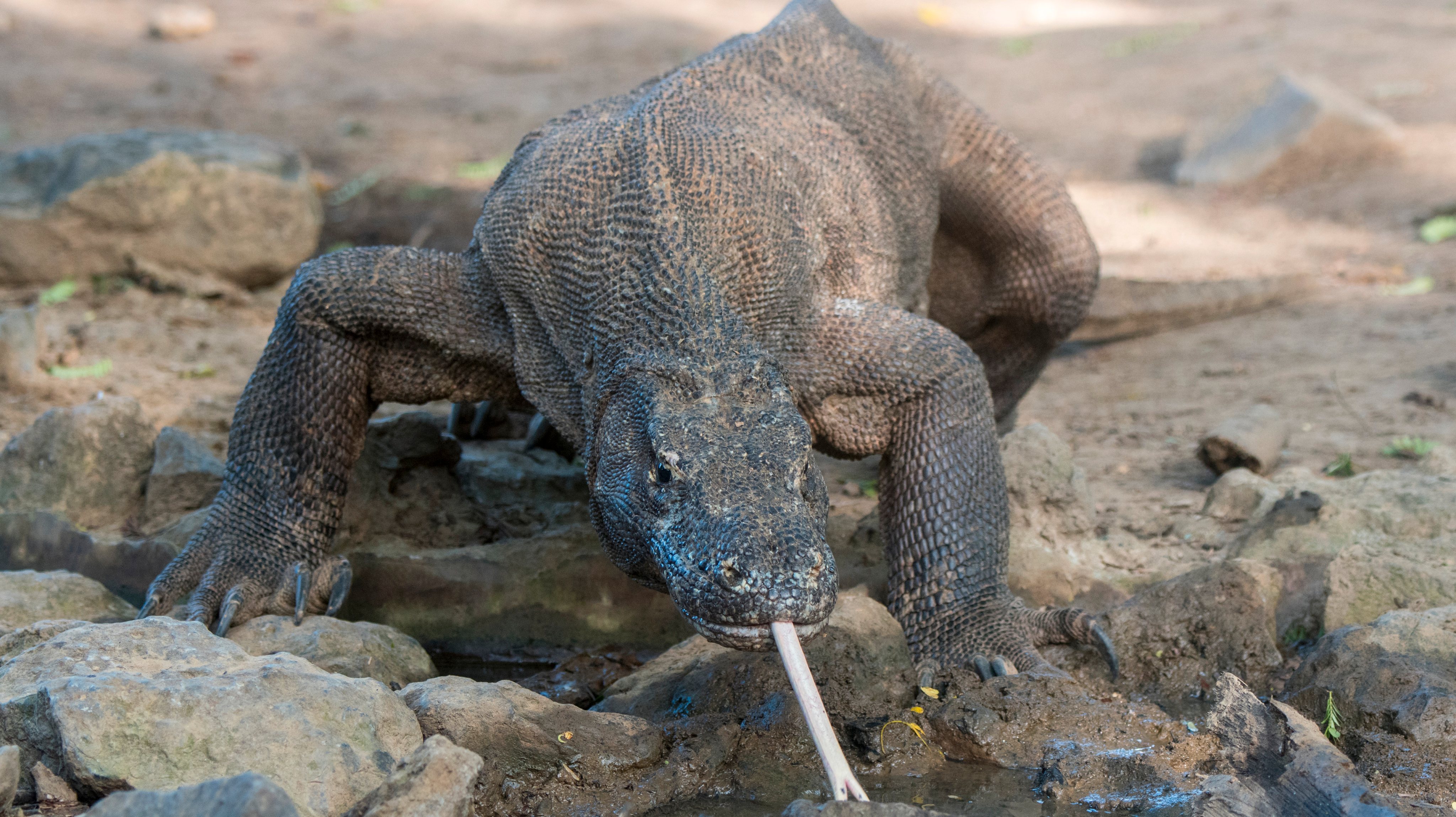 A Komodo dragon (Varanus komodoensis) at a waterhole in the