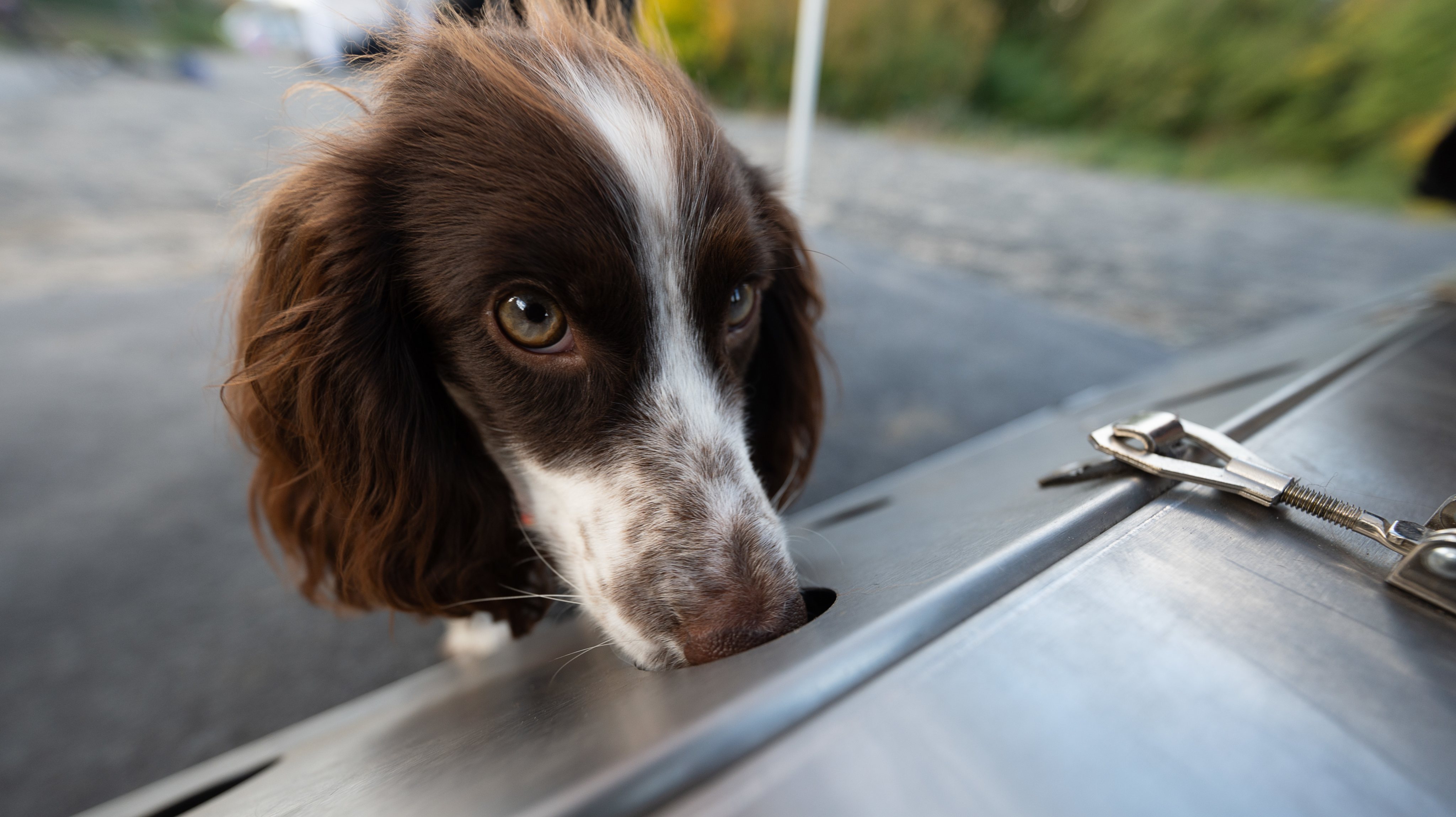 Species protection sniffer dogs at Deutsche Bahn