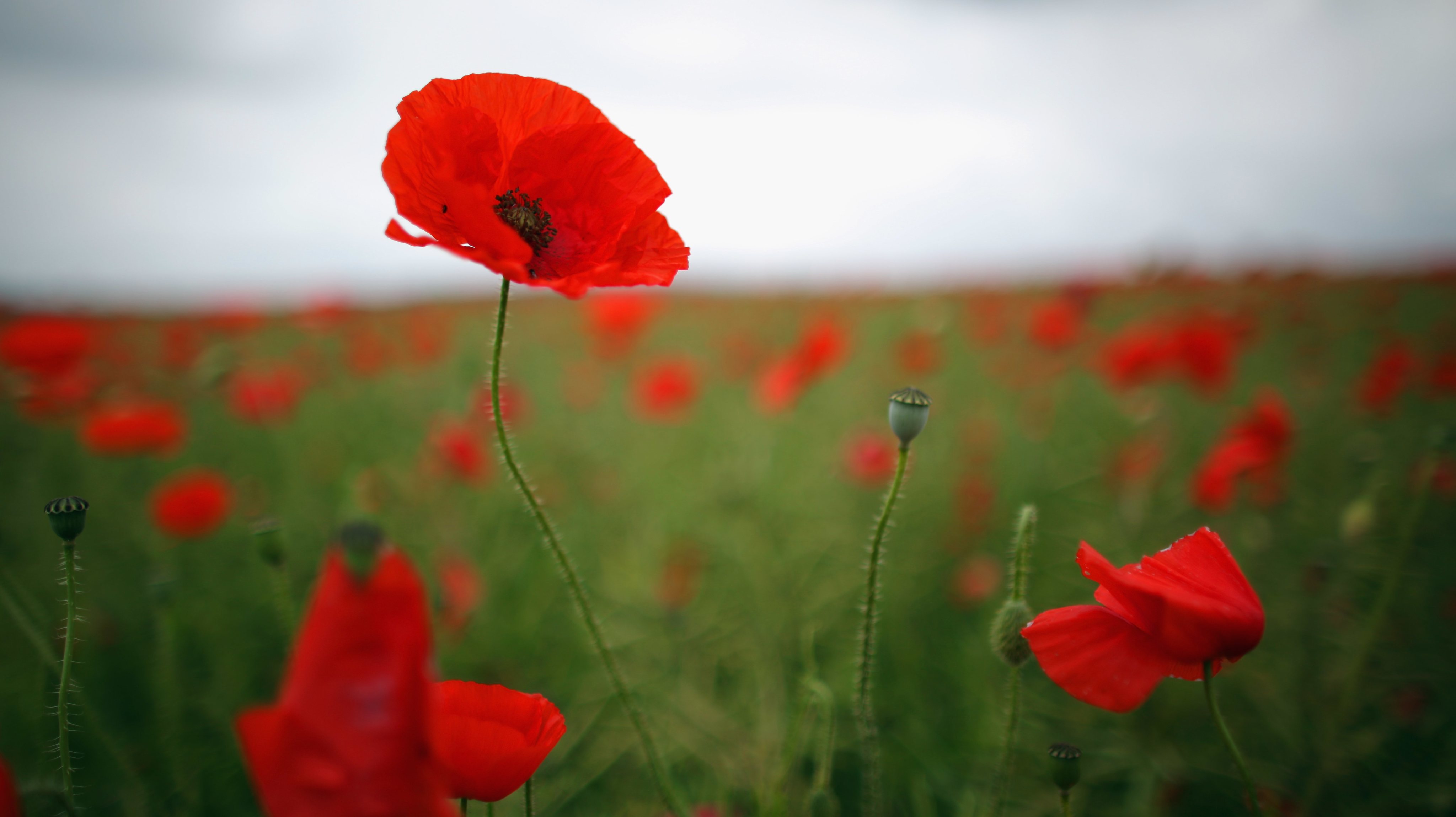 Poppies Grow In Fields Ahead Of Armed Forces Day