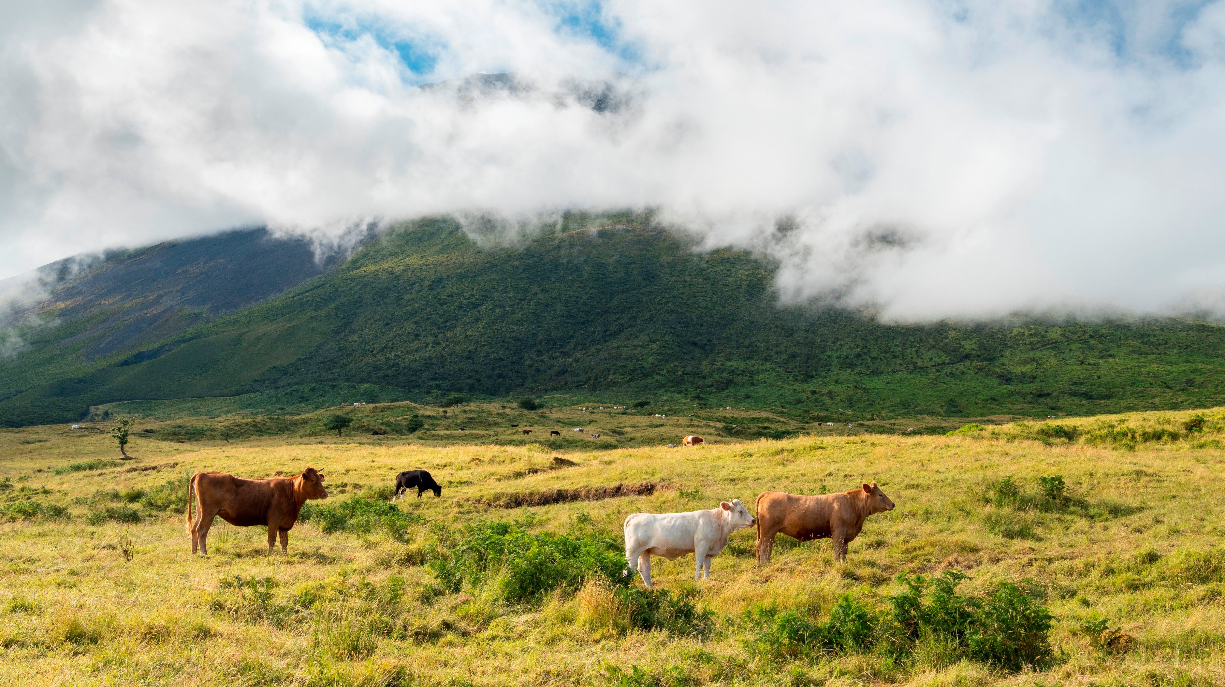 Vulcano Pico. pasture with cows. Pico Island. an island in the Azores (Ilhas dos Acores) in the Atlantic ocean. The Azores are an autonomous region of Portugal. Europe. Portugal. Azores