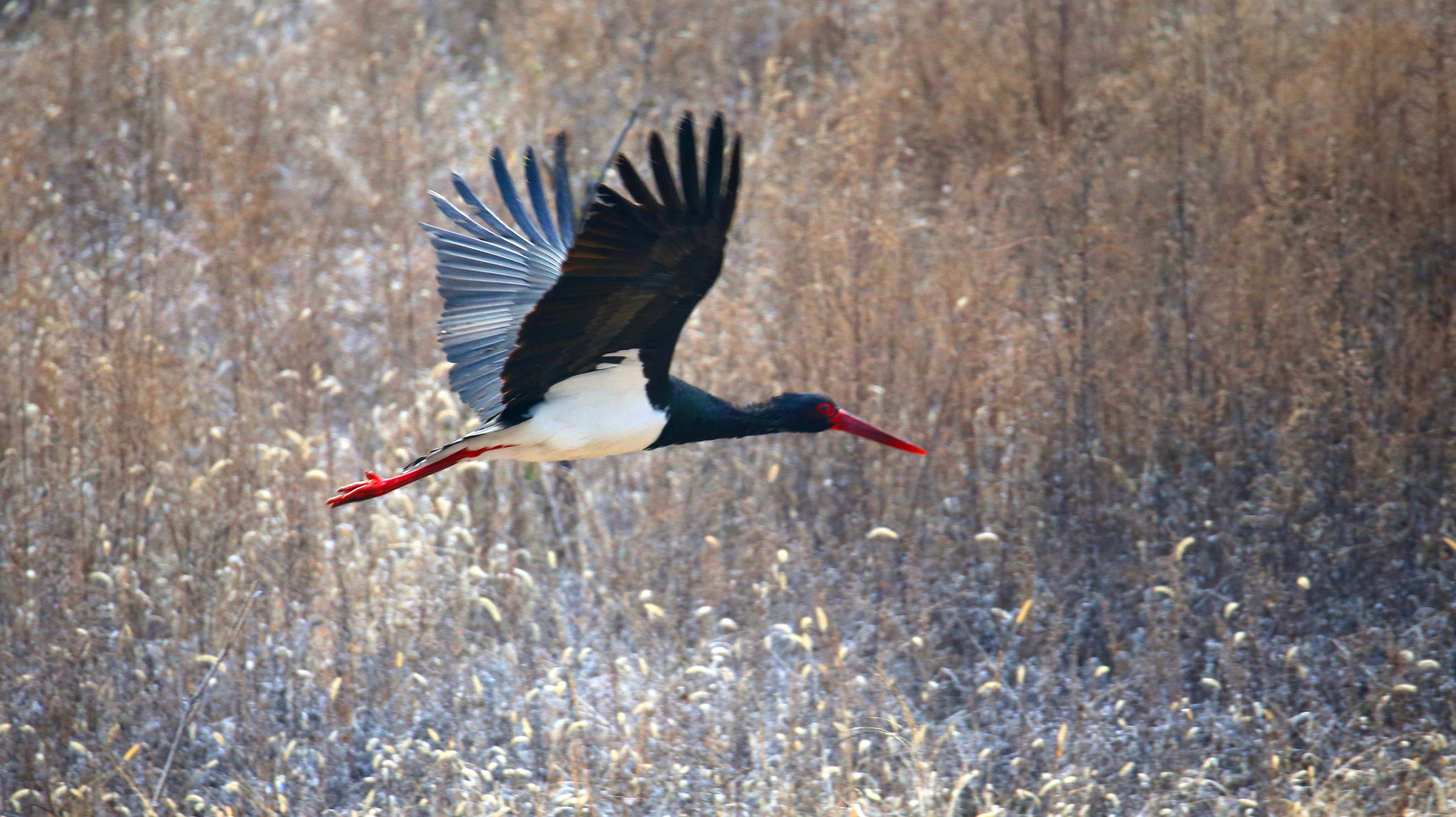 The first class national protected wild animal black storks are finding food in Beijing,China on 01th December, 2020