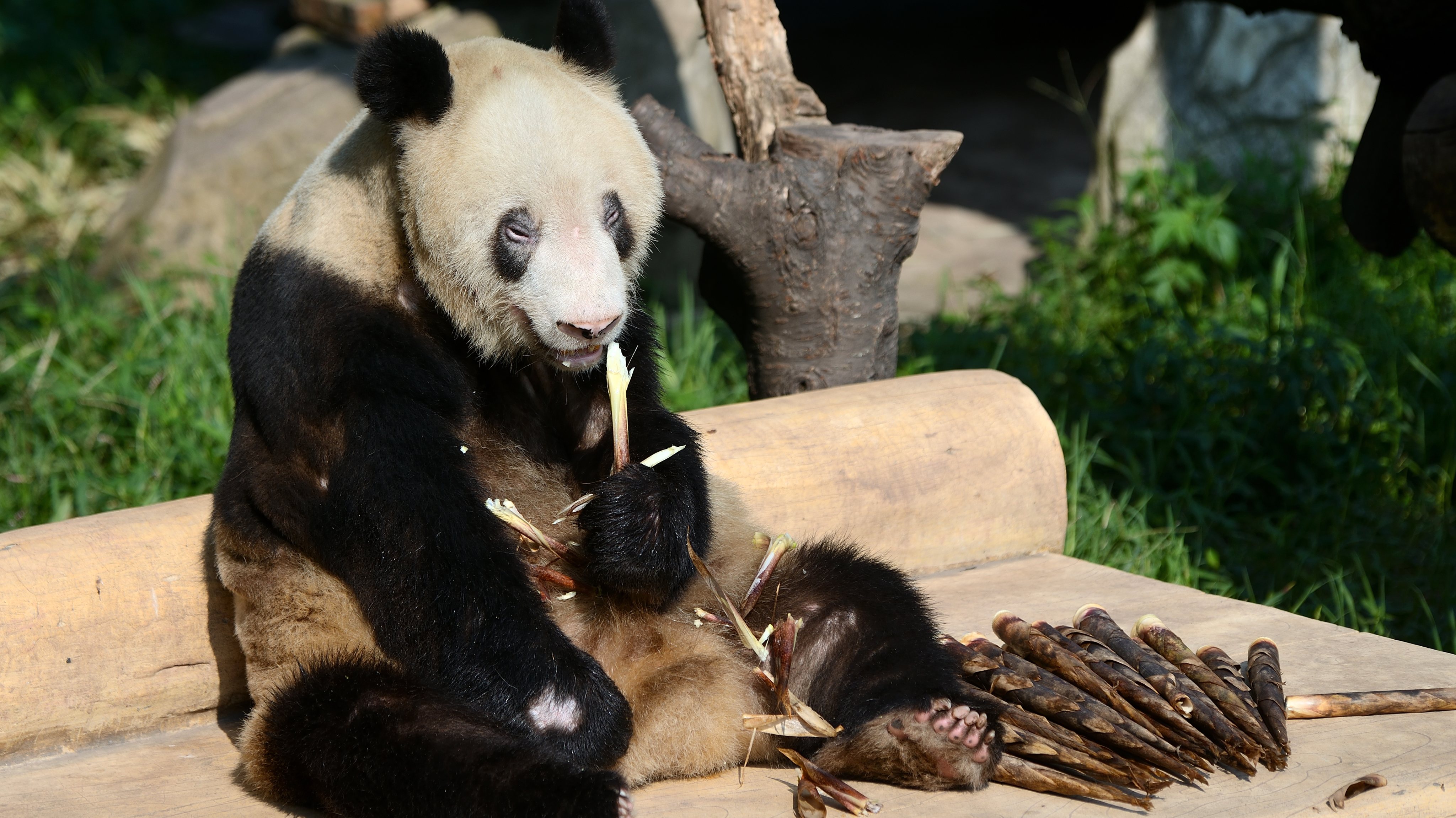 Giant Panda Xin Xing Celebrates 35th Birthday At Chongqing Zoo