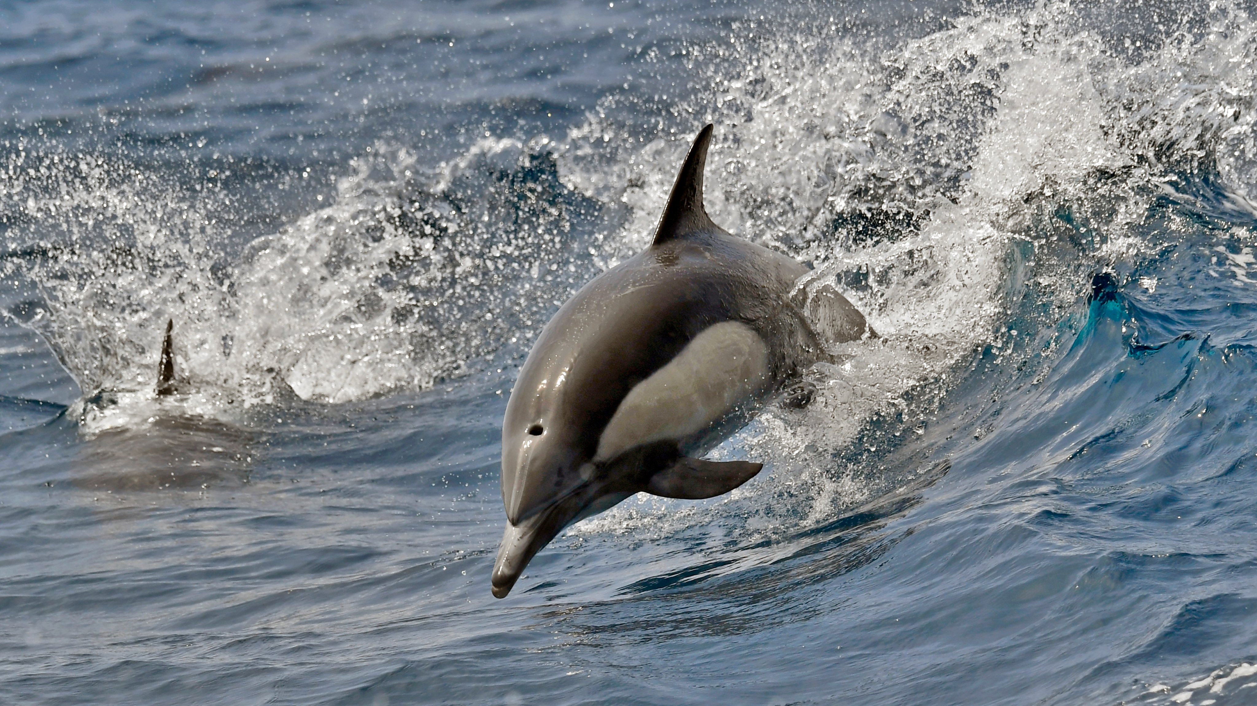 dolphin jumps out of water