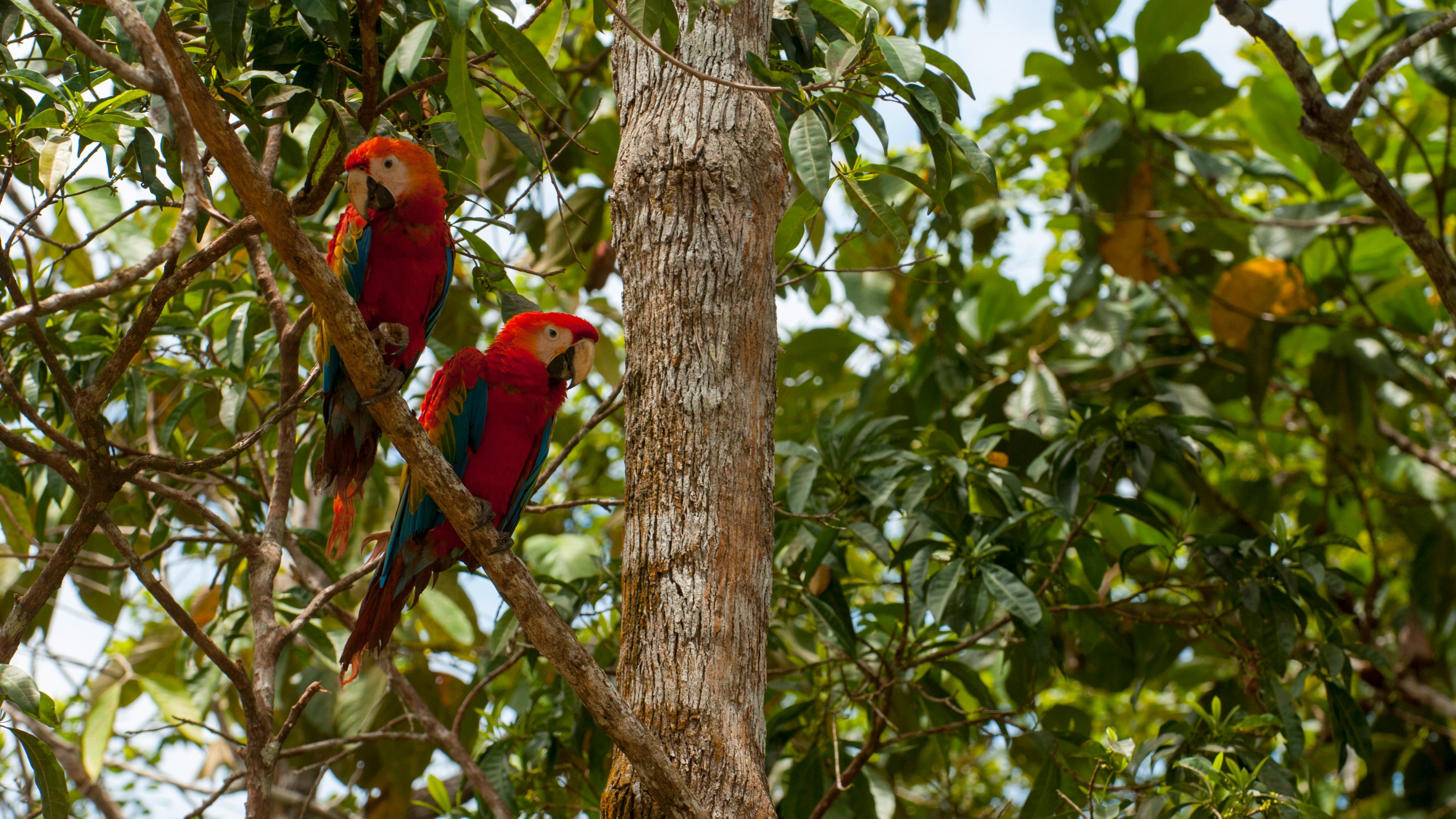 Scarlet macaws (Ara macao) perched in a tree in the