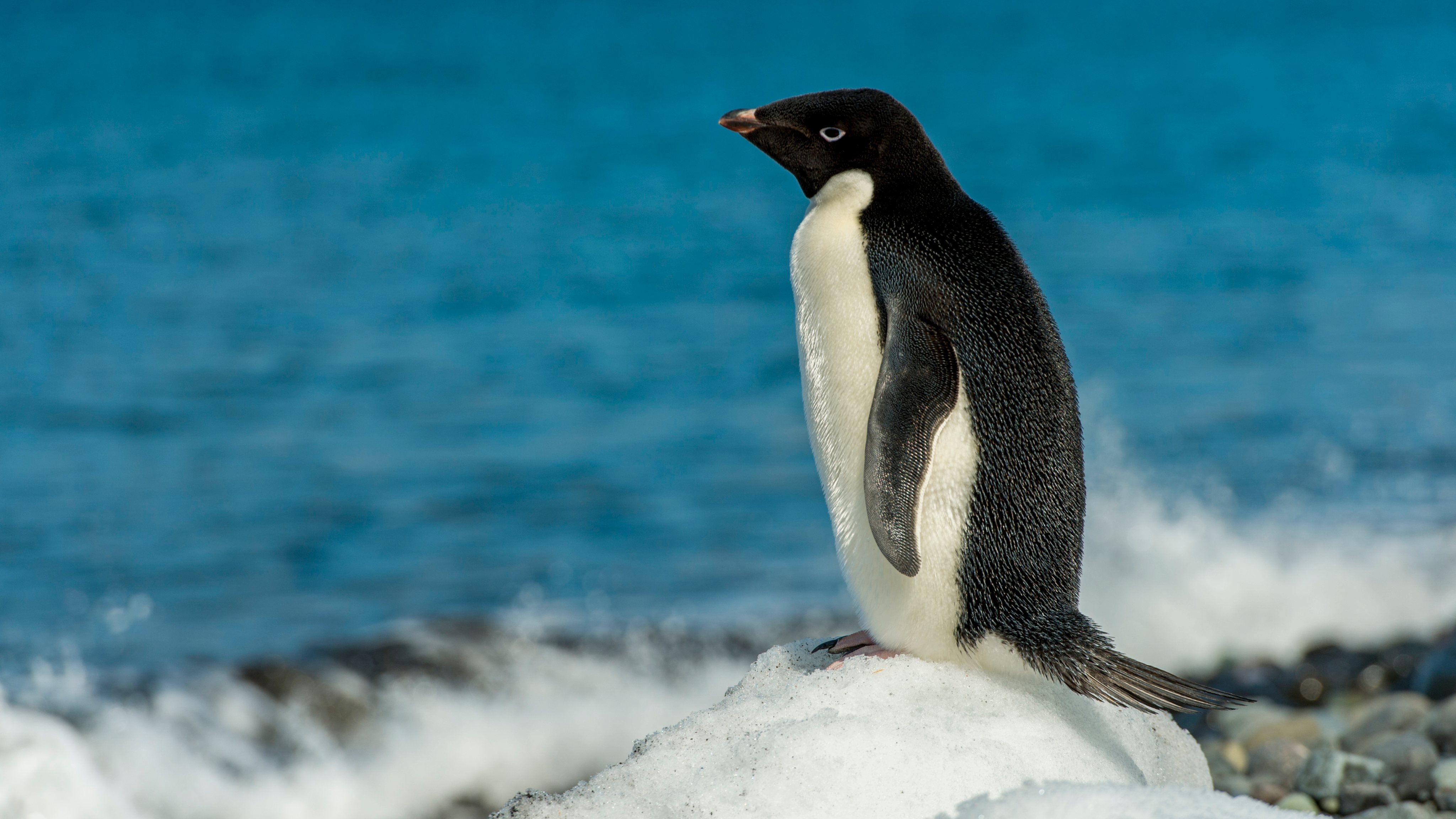 An Adelie penguin (Pygoscelis adeliae) is standing on a ice