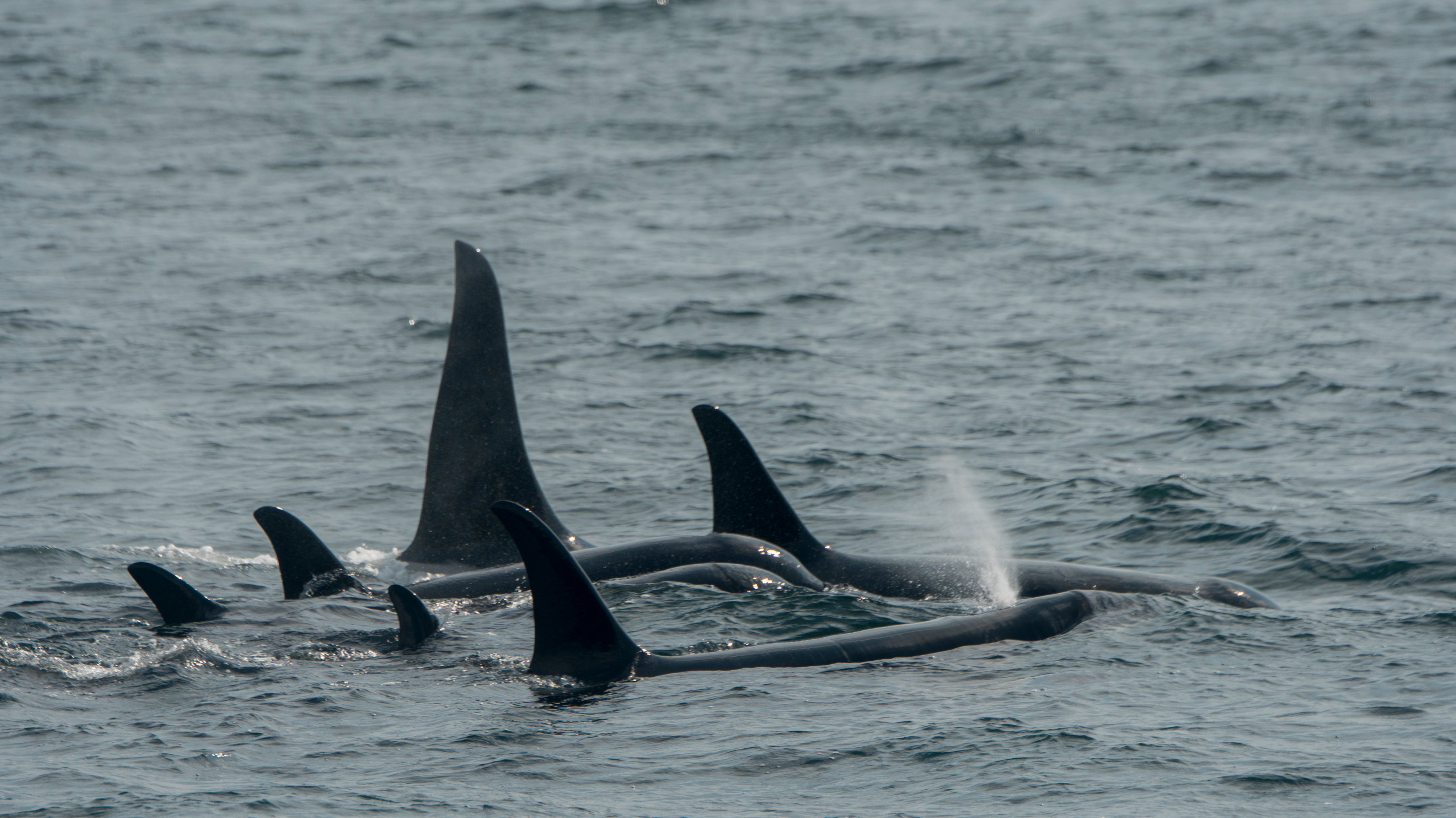 A pod of Killer whales or orcas (Orcinus orca) is swimming