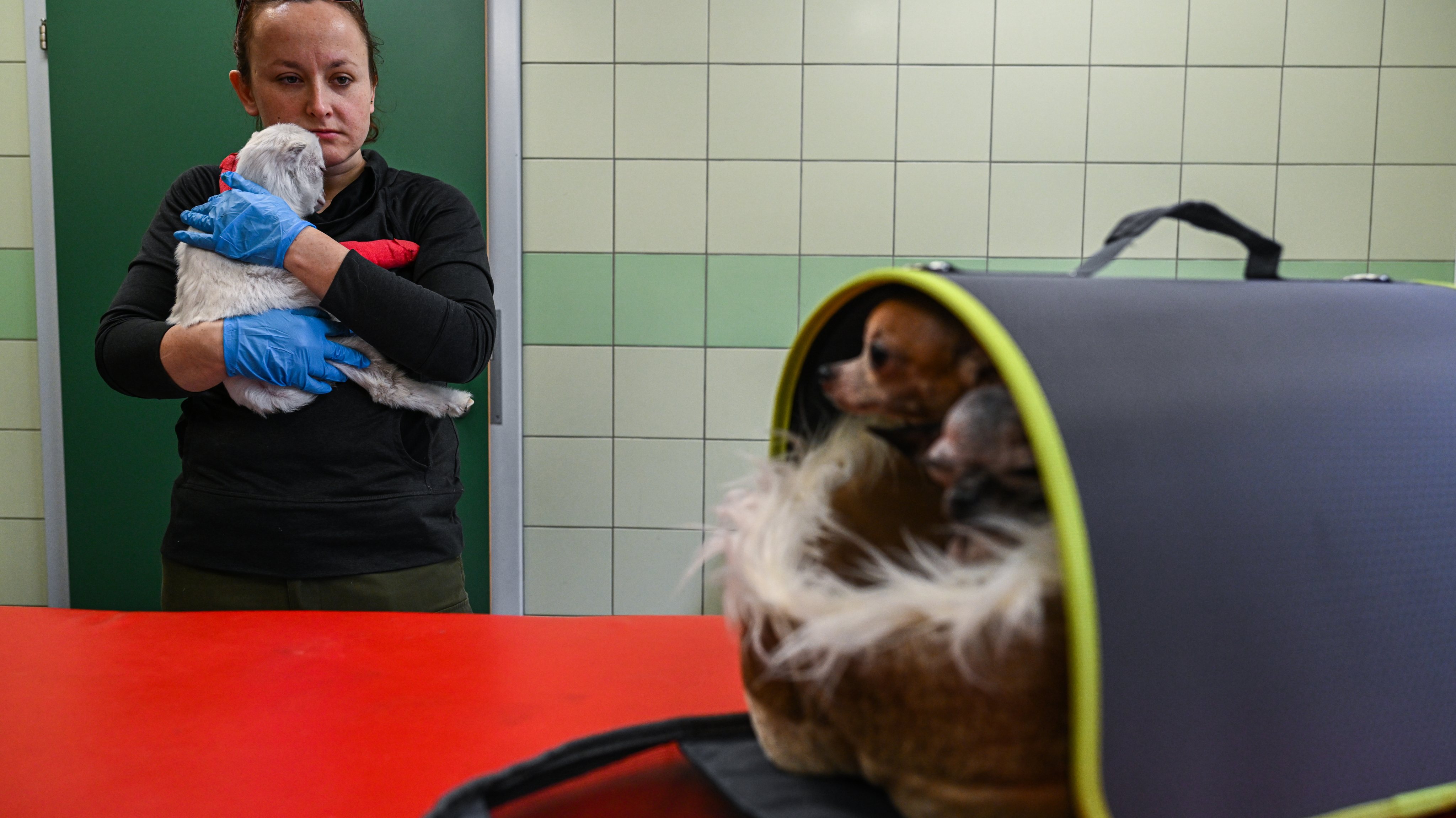 Clínica veterinária da Fundação Ada, em Przemysl (Polónia) onde são tratados os animais evacuados da Ucrânia