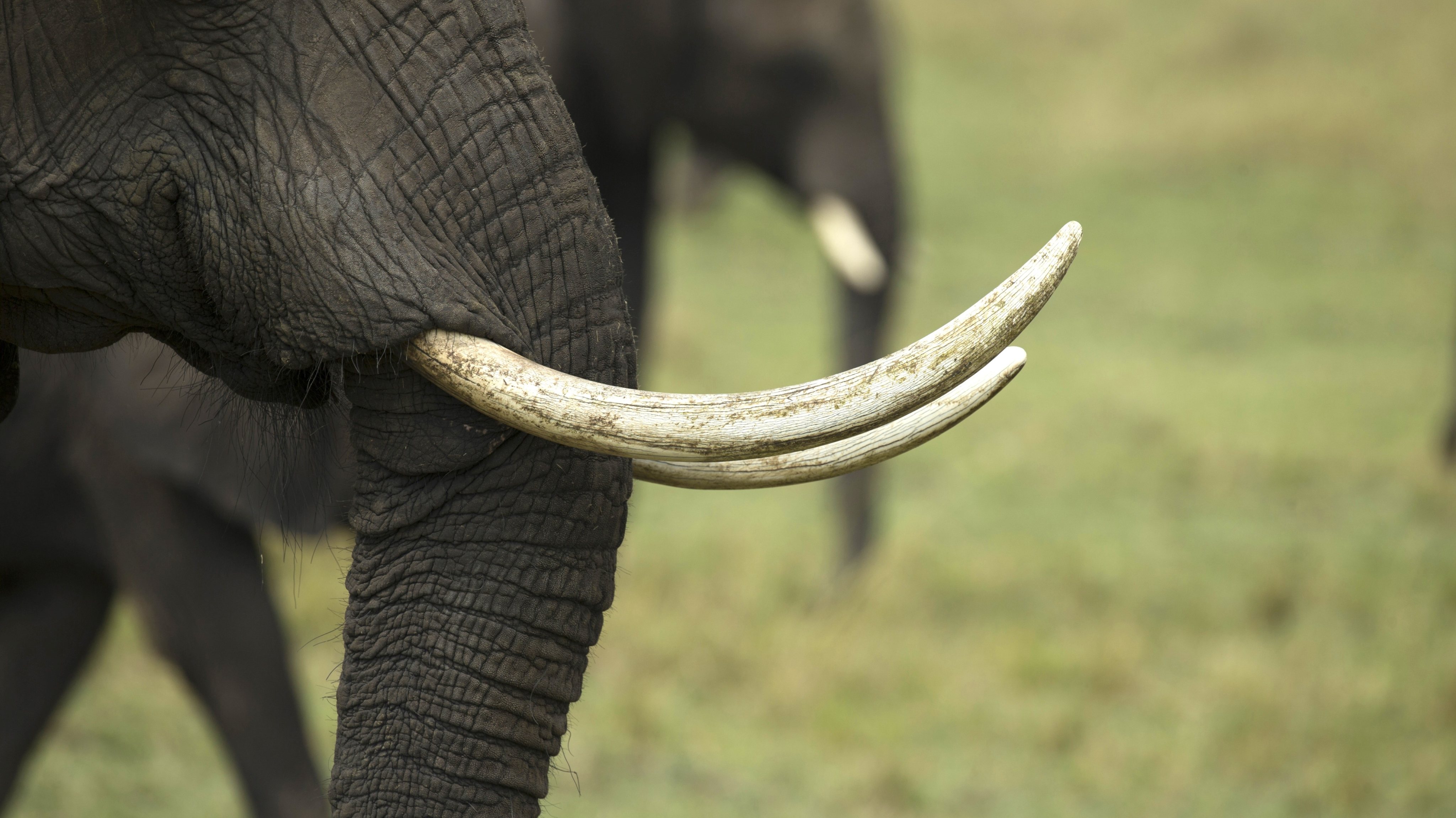 African Elephant (Loxodonta africana) in savanna. Close up. Masai Mara National Park. Kenya.