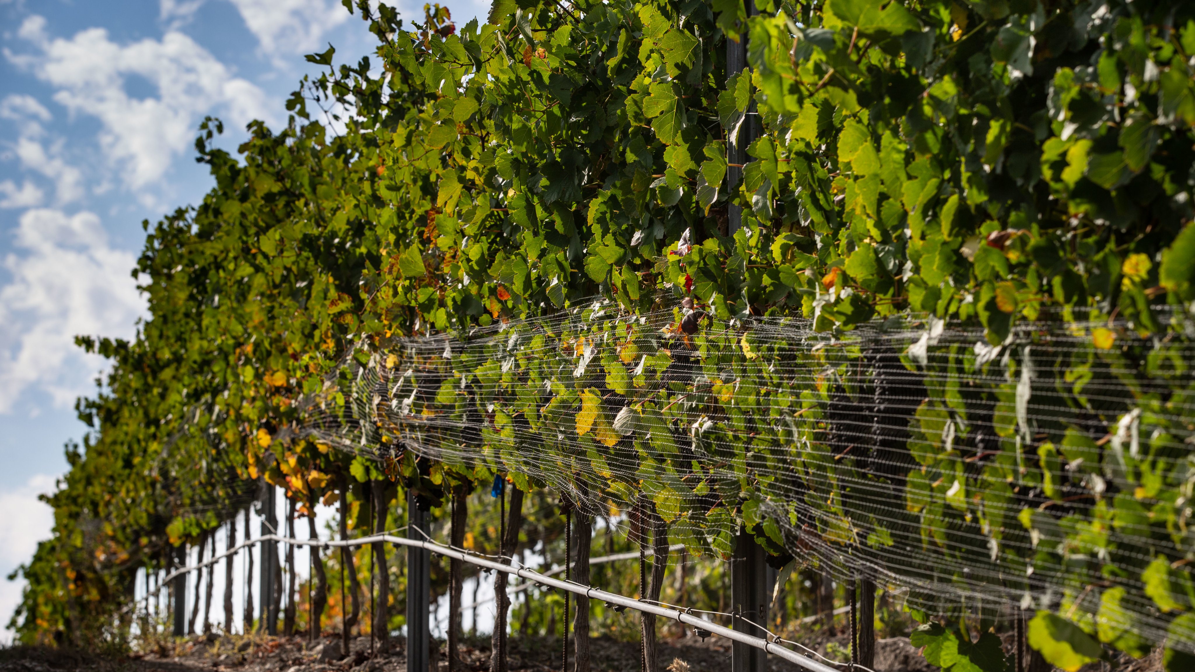 Harvest in Santa Barbara County Wine Country