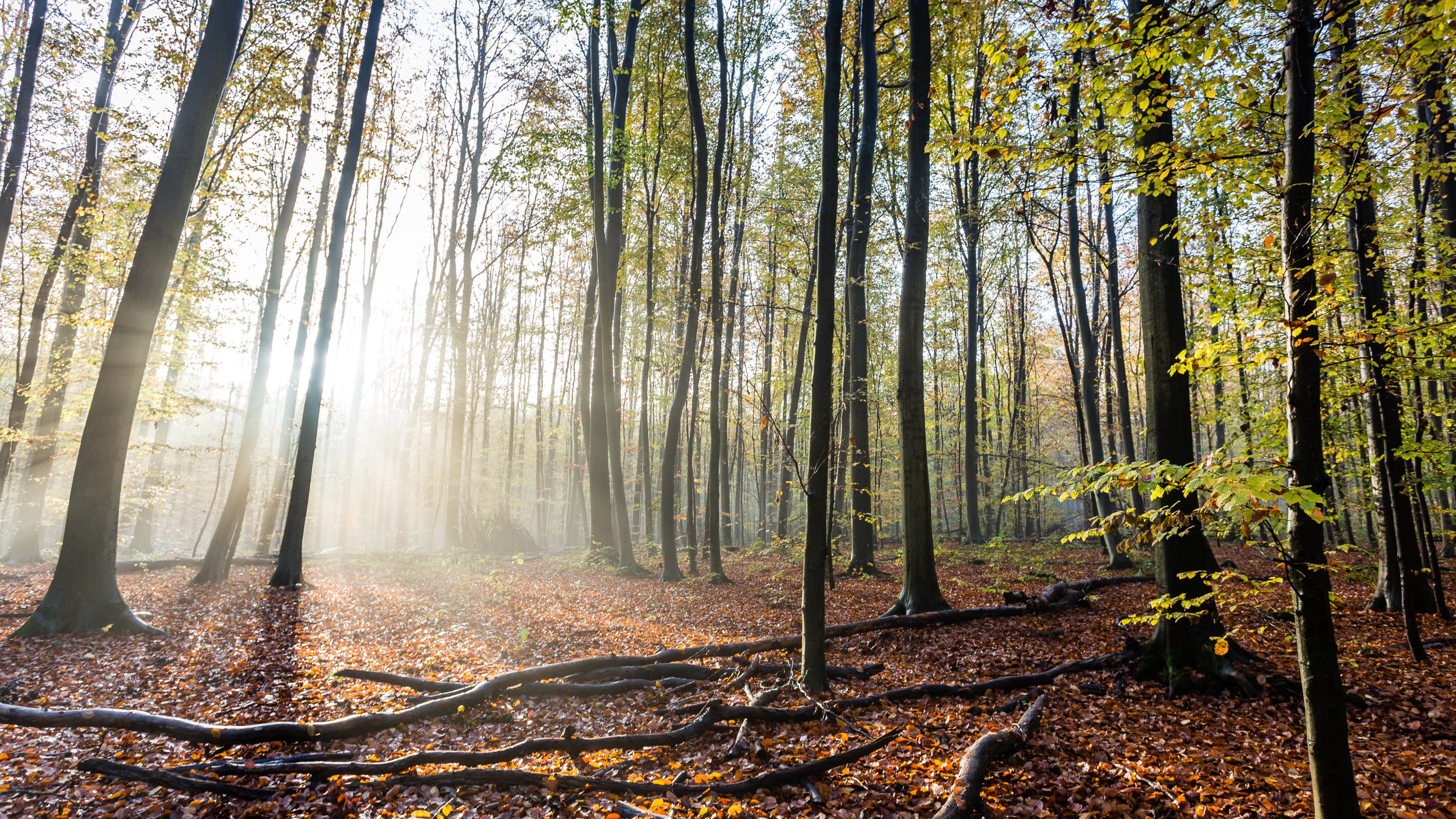 Backlit beech forest in autumn