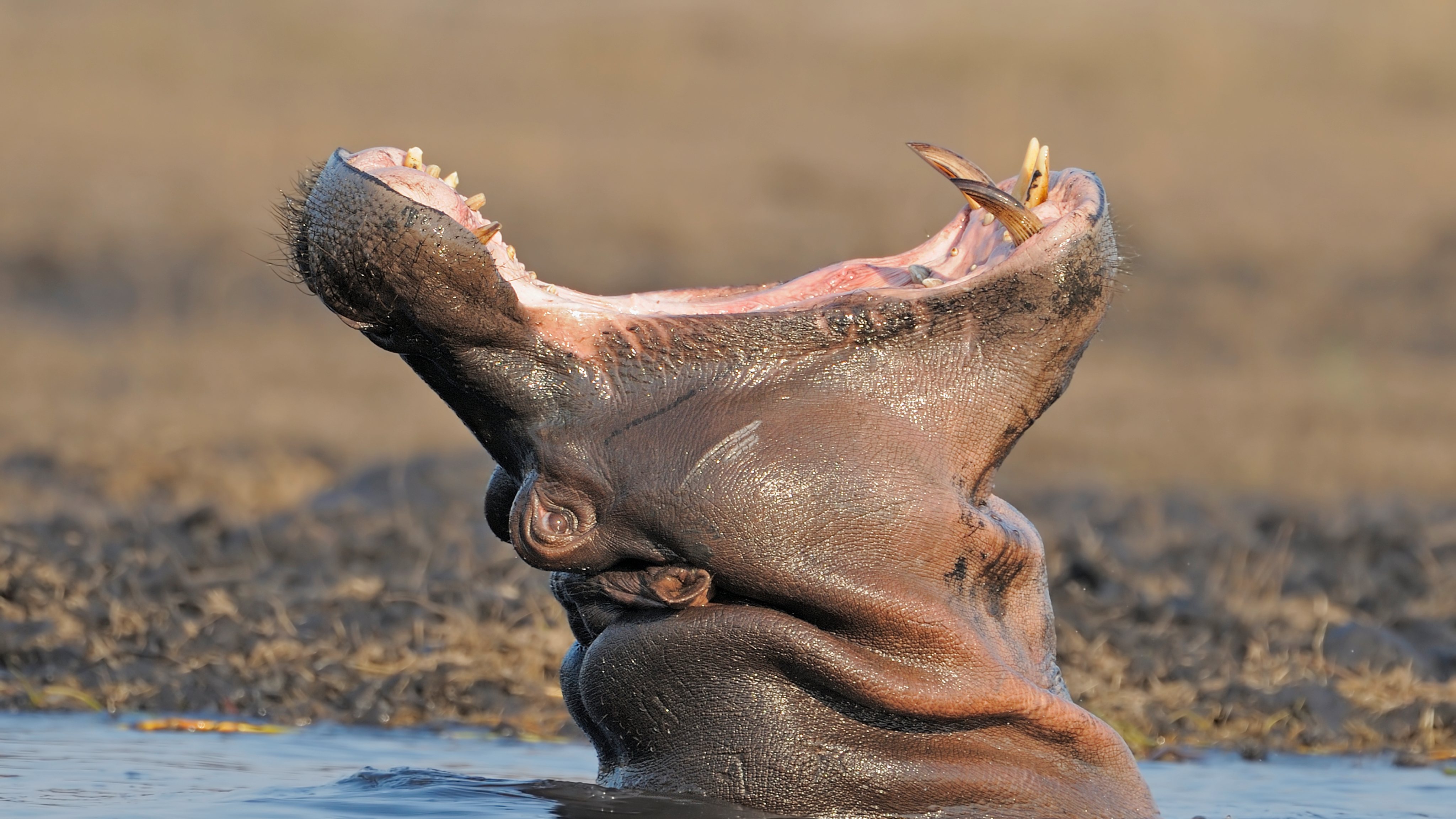 Hippos of Chobe National Park