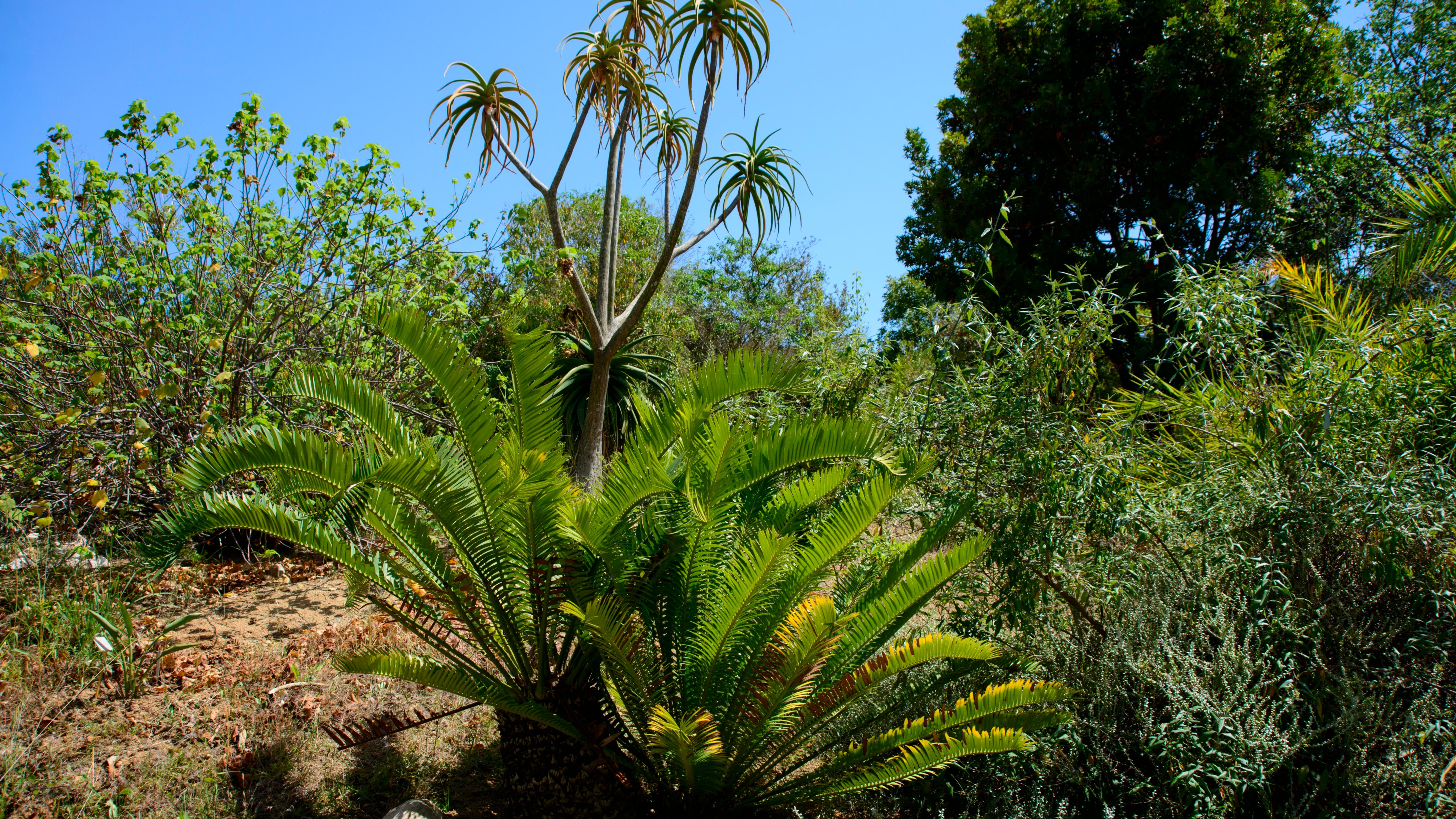 Encephalartos lebomboensis, lebombo cycad