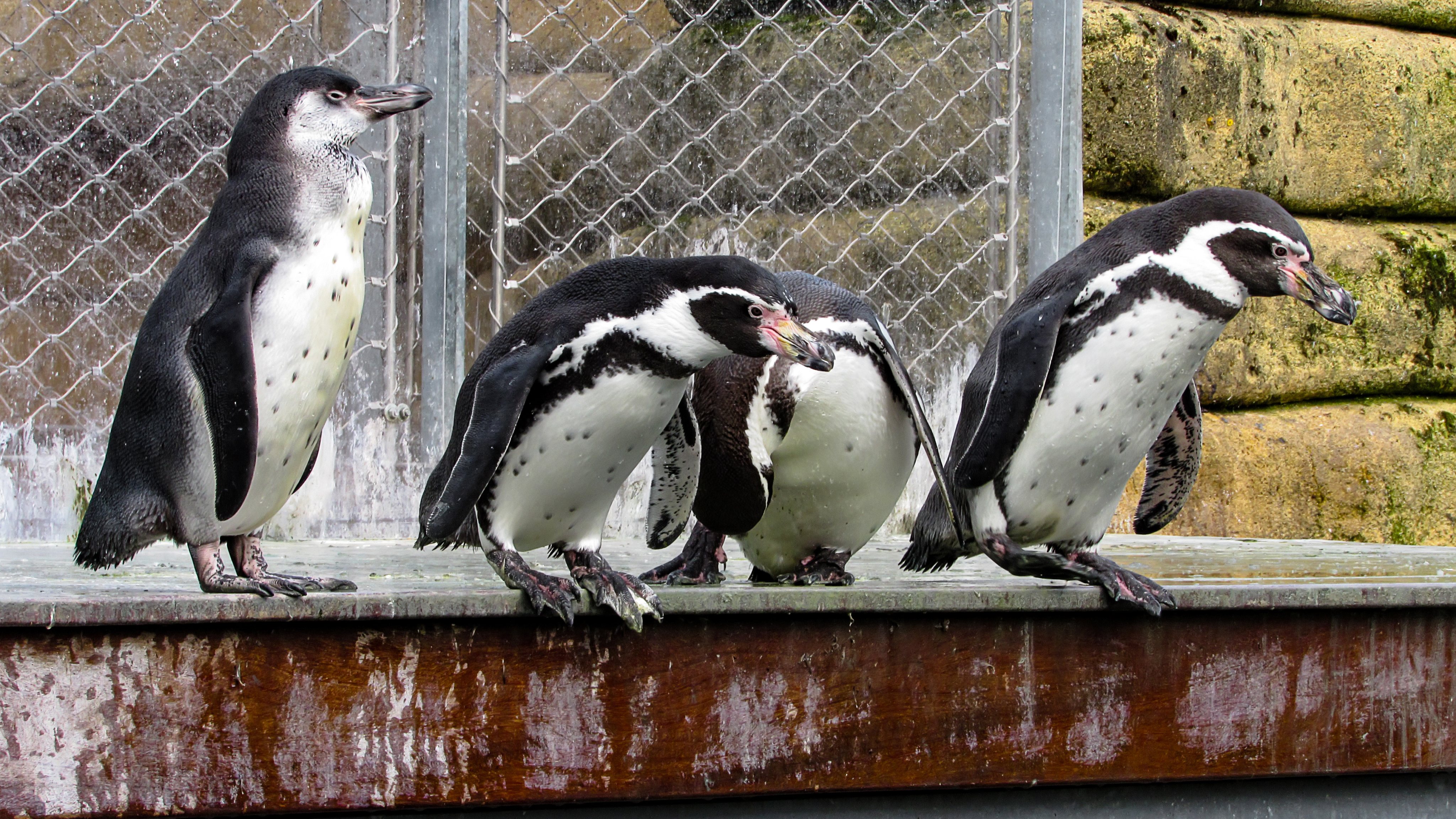 Humboldt Penguins (Spheniscus humboldti) Getting Ready to Jump