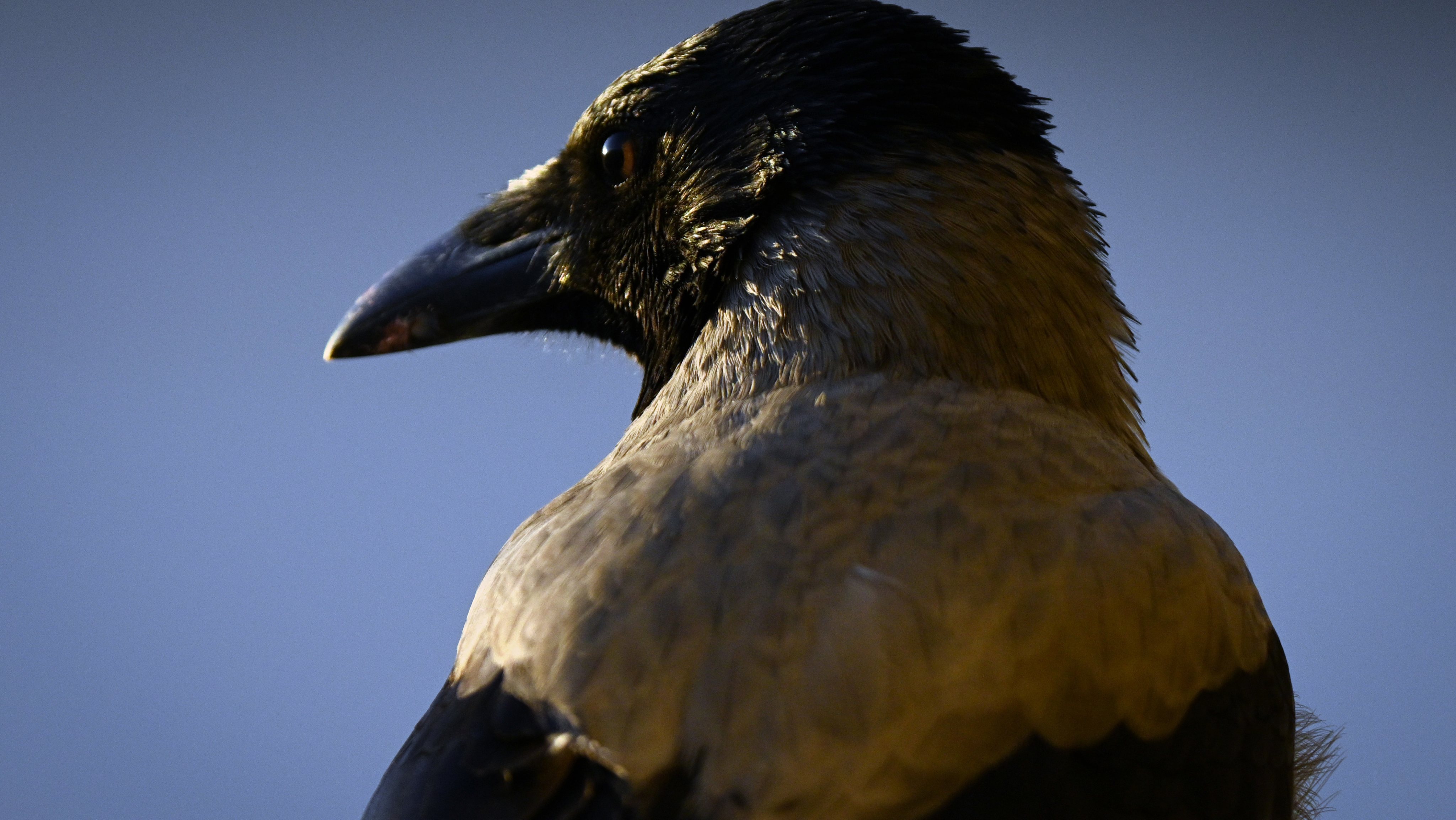 Imagem geral do Corvo (ave)