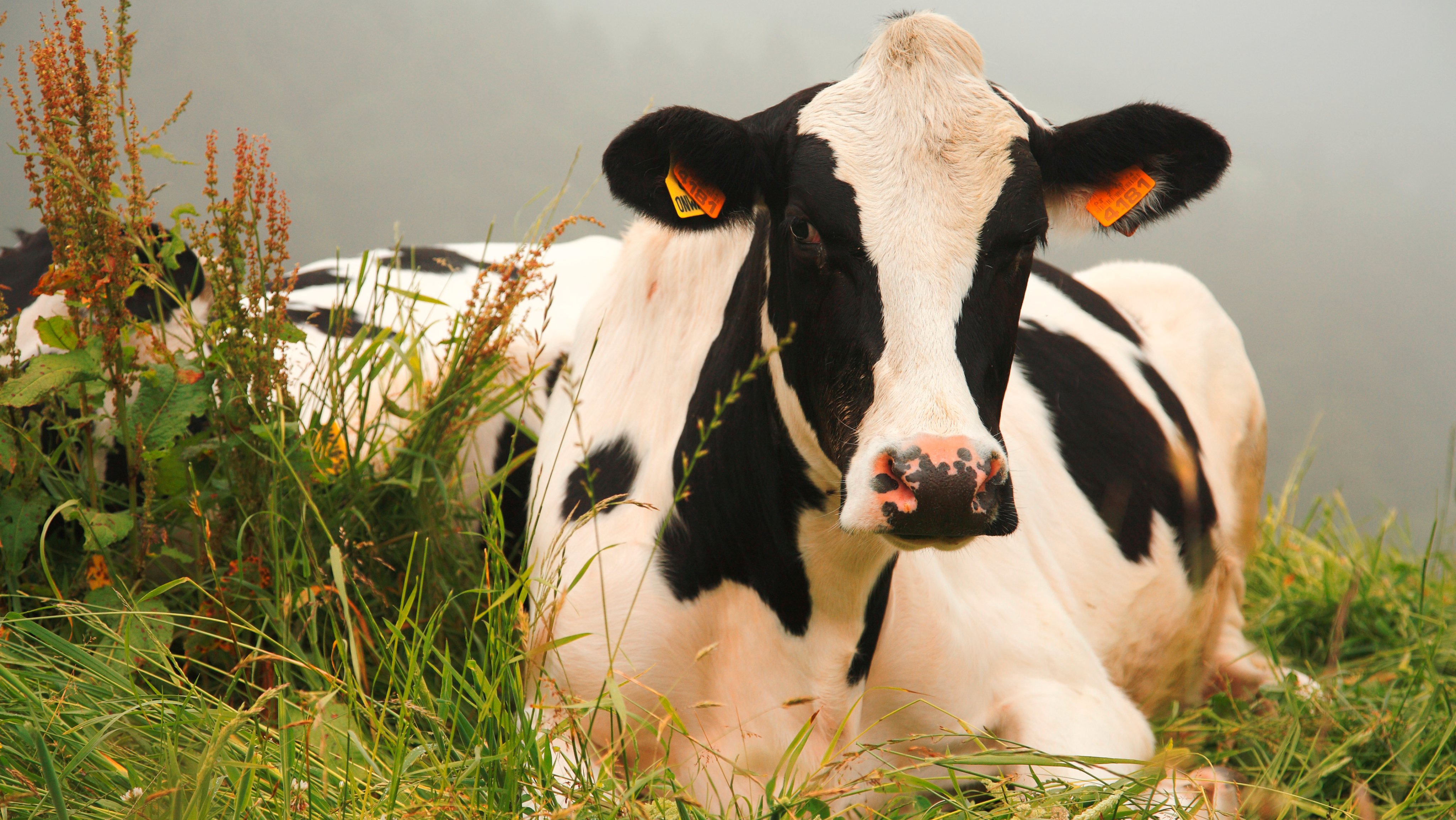 Holstein vaca nos Açores