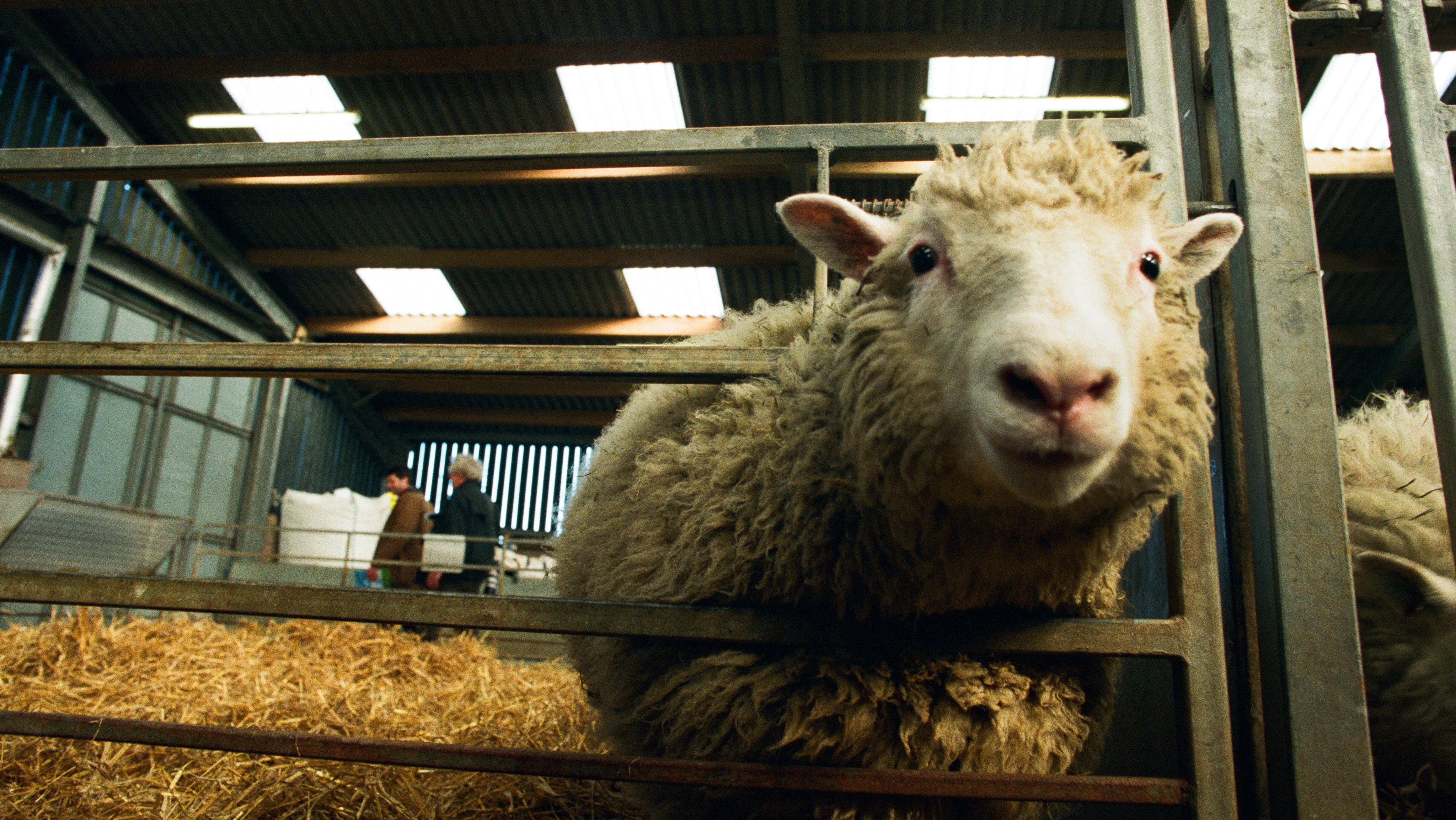 United Kingdom - Roslin - Dolly The Cloned Sheep Unveiled