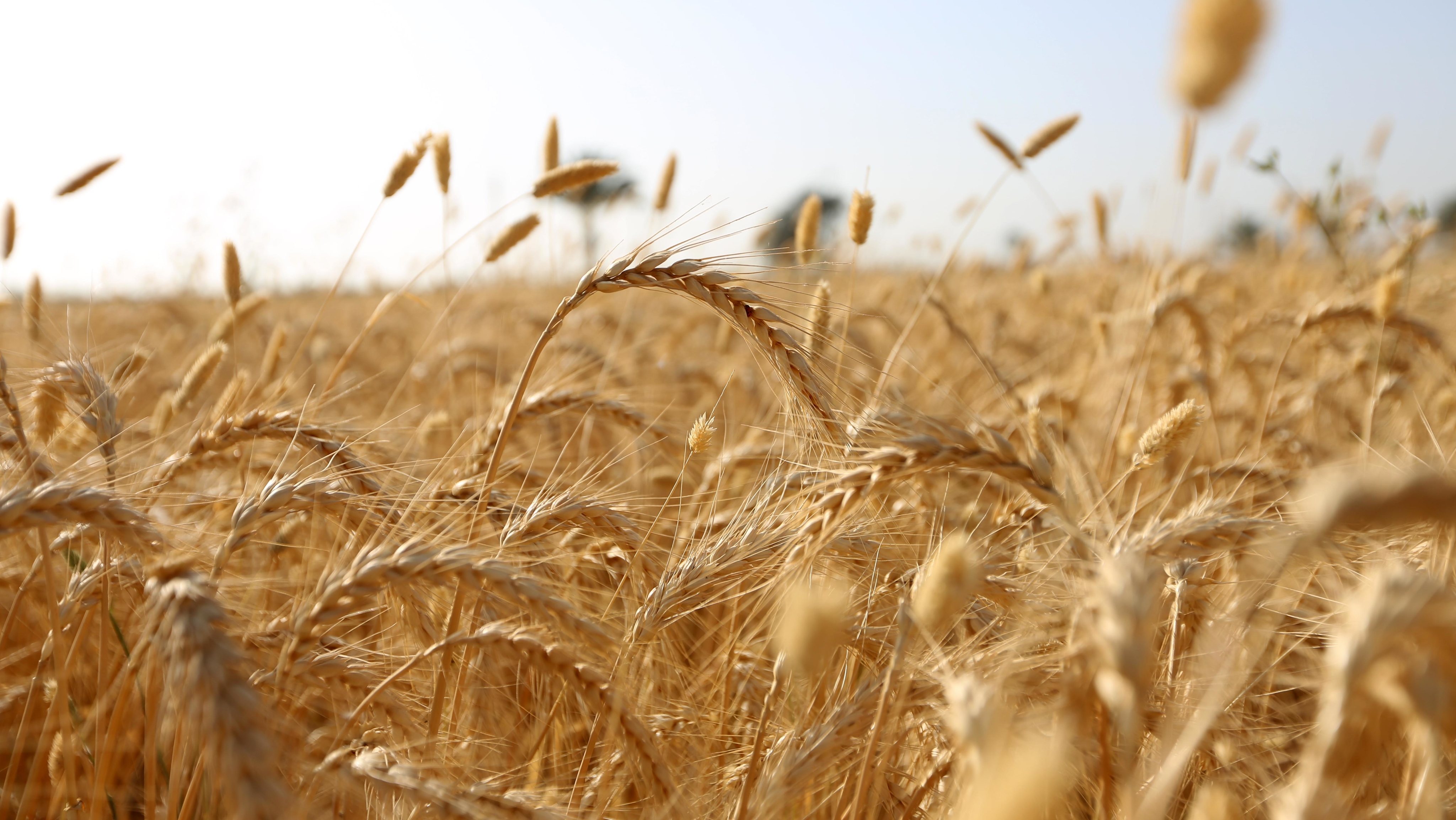 War In Ukraine Sends Egypt&#039;s Wheat Price Soaring
